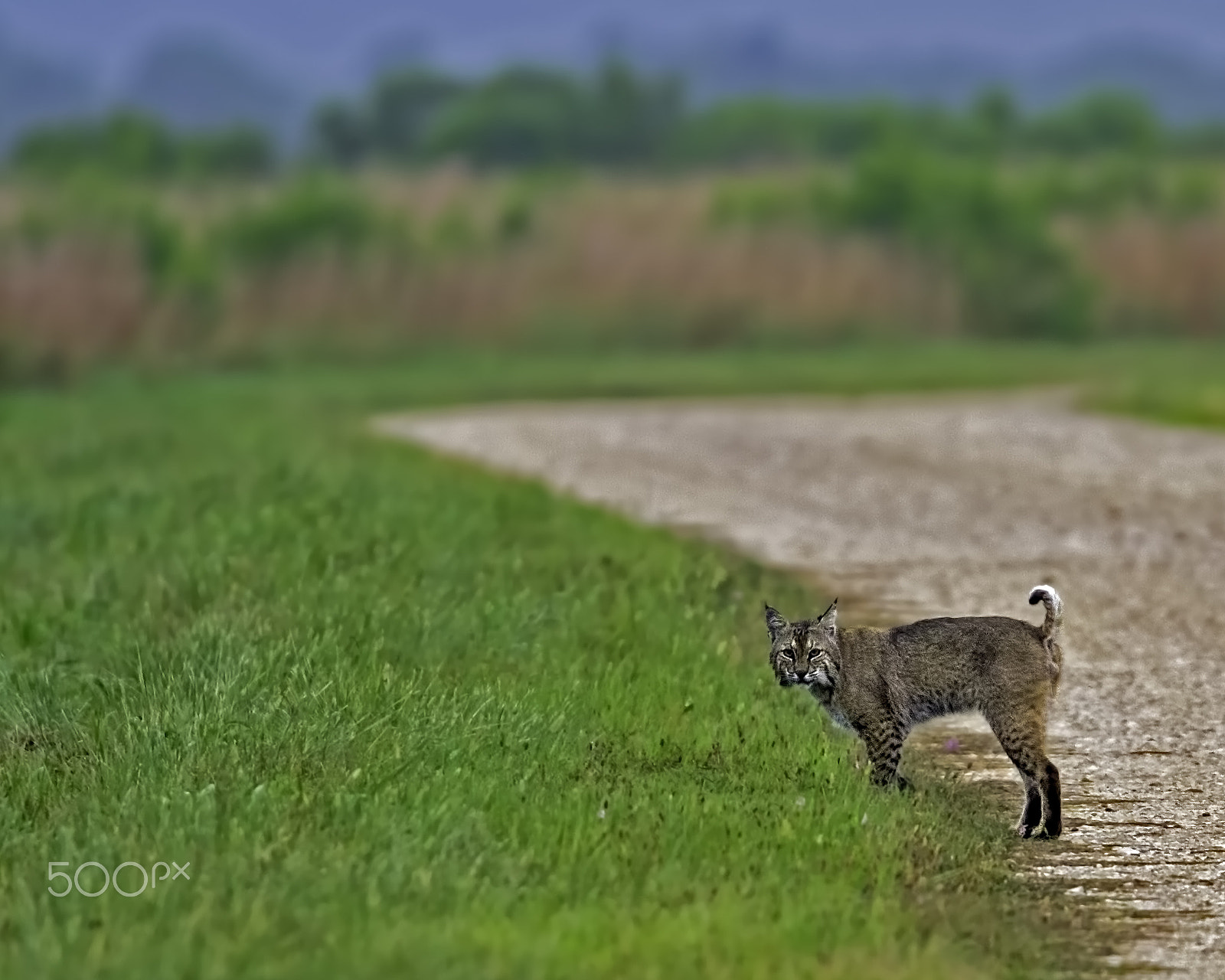 Canon EF 400mm F4.0 DO IS USM sample photo. Your guide for the day photography