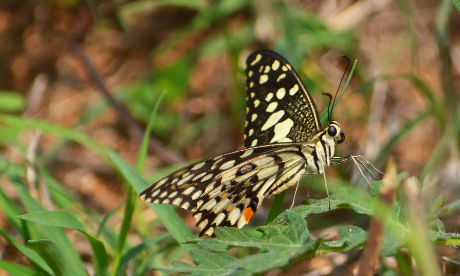 AF Zoom-Nikkor 28-70mm f/3.5-4.5D sample photo. Butterfly photography