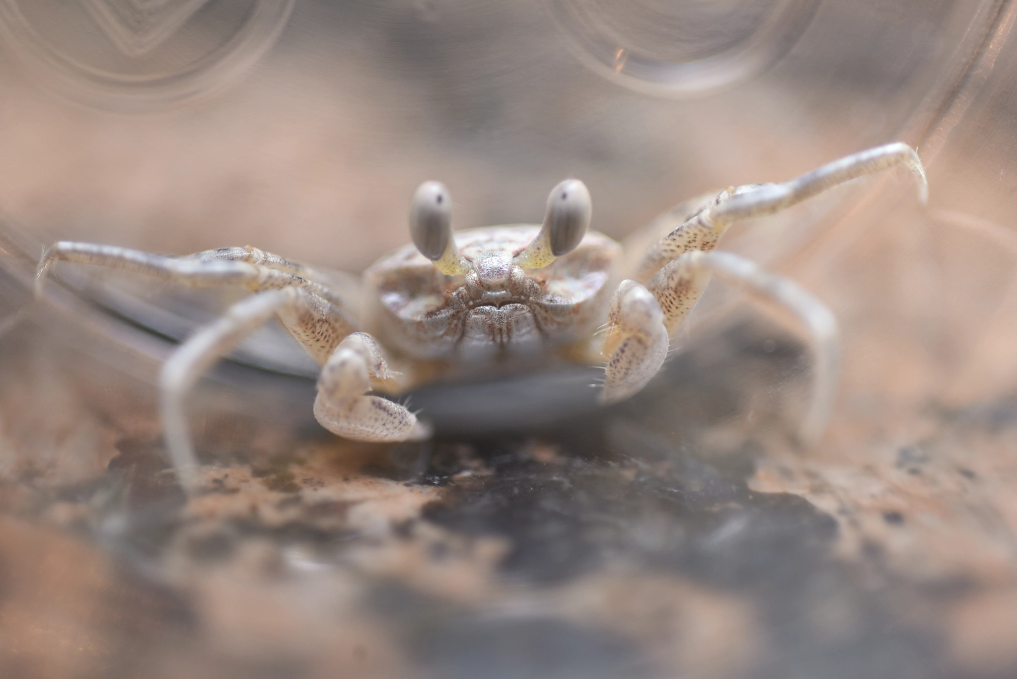 Nikon D810 + Nikon AF Micro-Nikkor 60mm F2.8D sample photo. Crabby photography