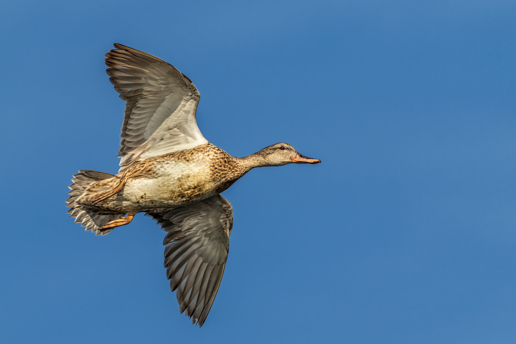 Canon EOS 7D Mark II + Canon EF 100-400mm F4.5-5.6L IS II USM sample photo. Mallard fly by photography