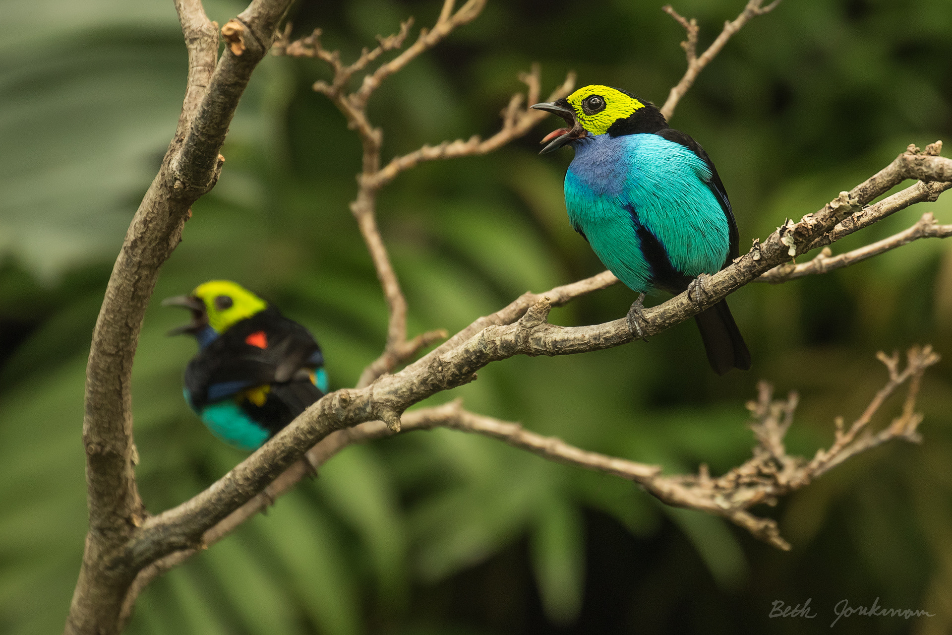 Canon EOS 7D Mark II + Canon EF 100-400mm F4.5-5.6L IS II USM sample photo. Paradise tanagers photography