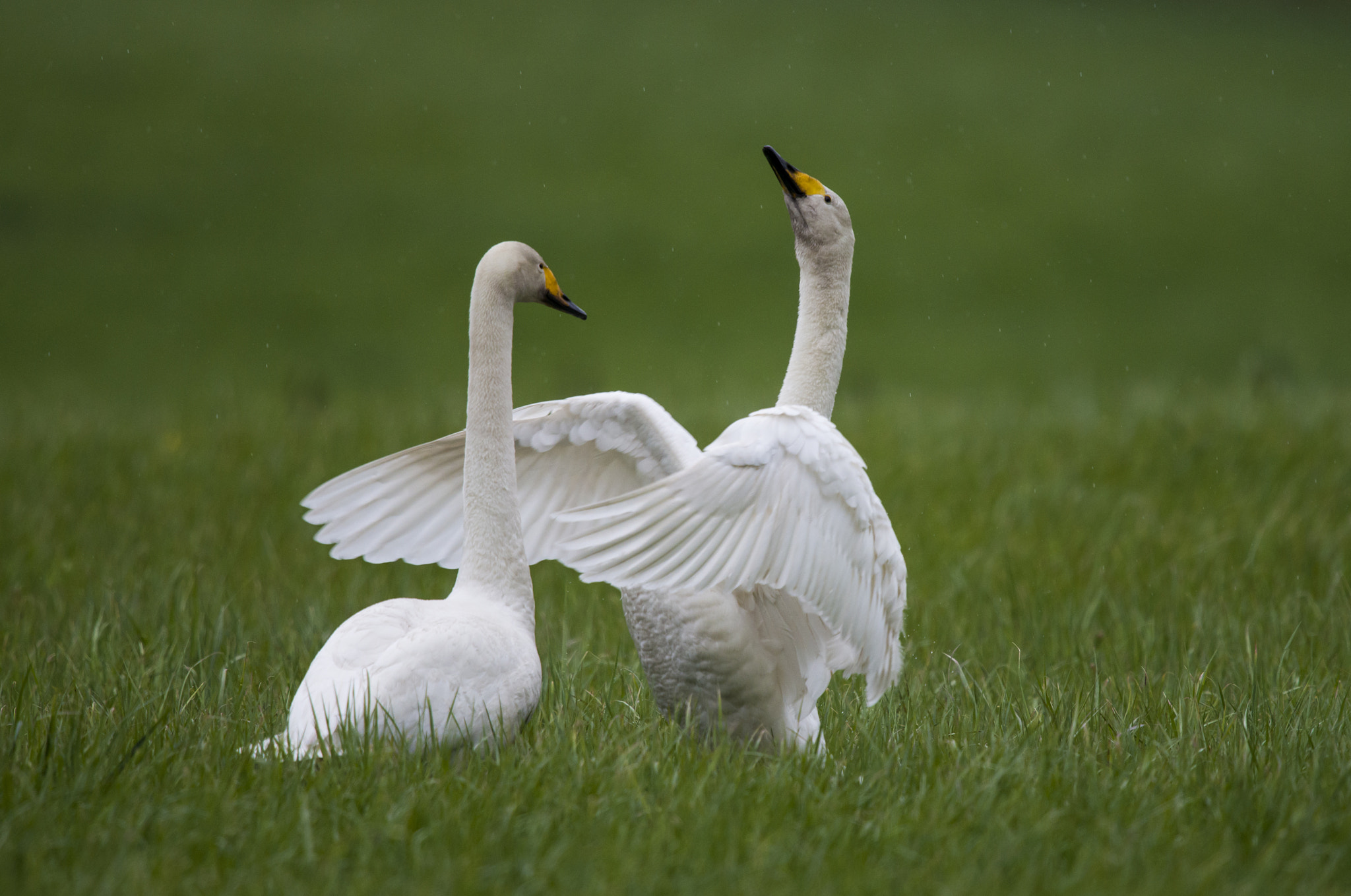 Nikon D800 + Nikon AF-S Nikkor 600mm F4G ED VR sample photo. Whooper swans photography