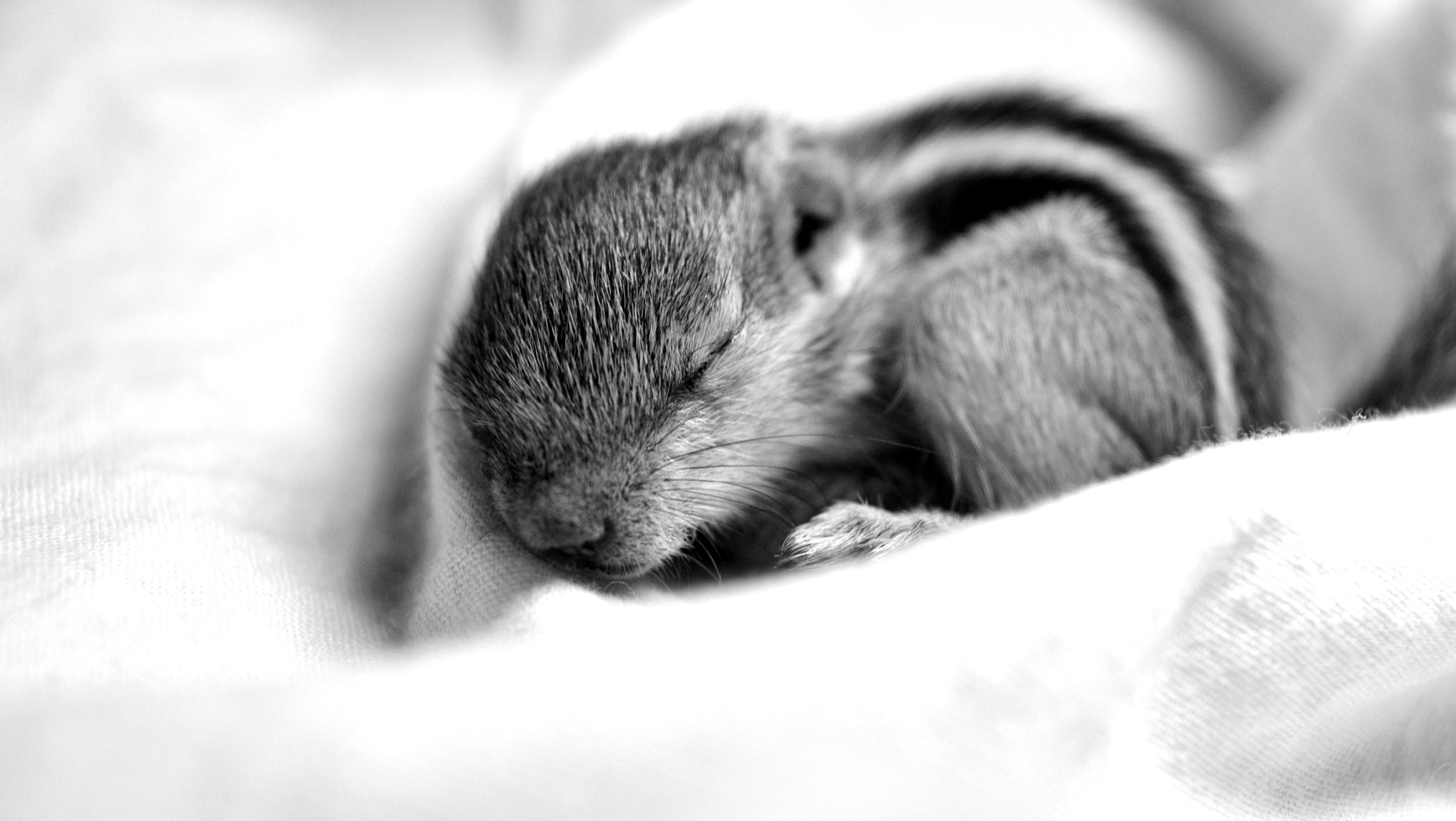 Nikon D3200 + Sigma 50mm F2.8 EX DG Macro sample photo. Cute baby squirrel photography