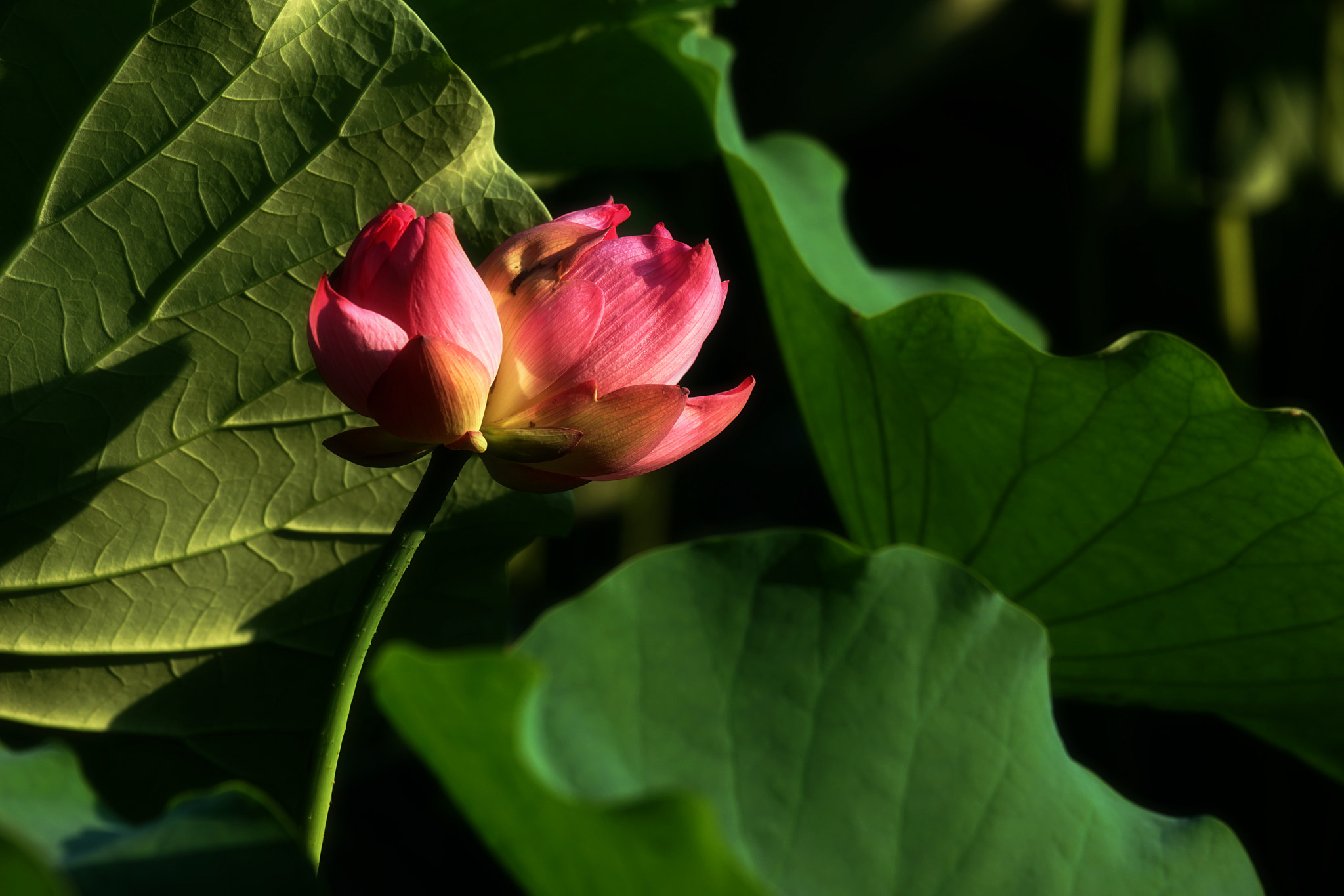 Sony 70-400mm F4-5.6 G SSM II sample photo. Beautiful twin lotus photography