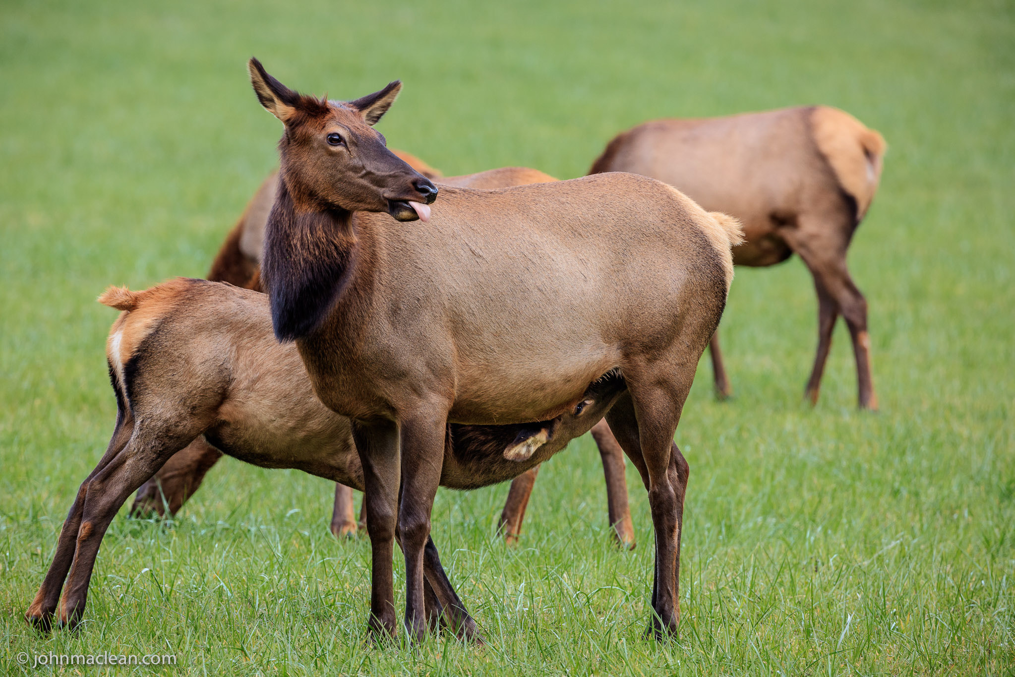 Canon EF 200-400mm F4L IS USM Extender 1.4x sample photo. Feeding time #1 photography