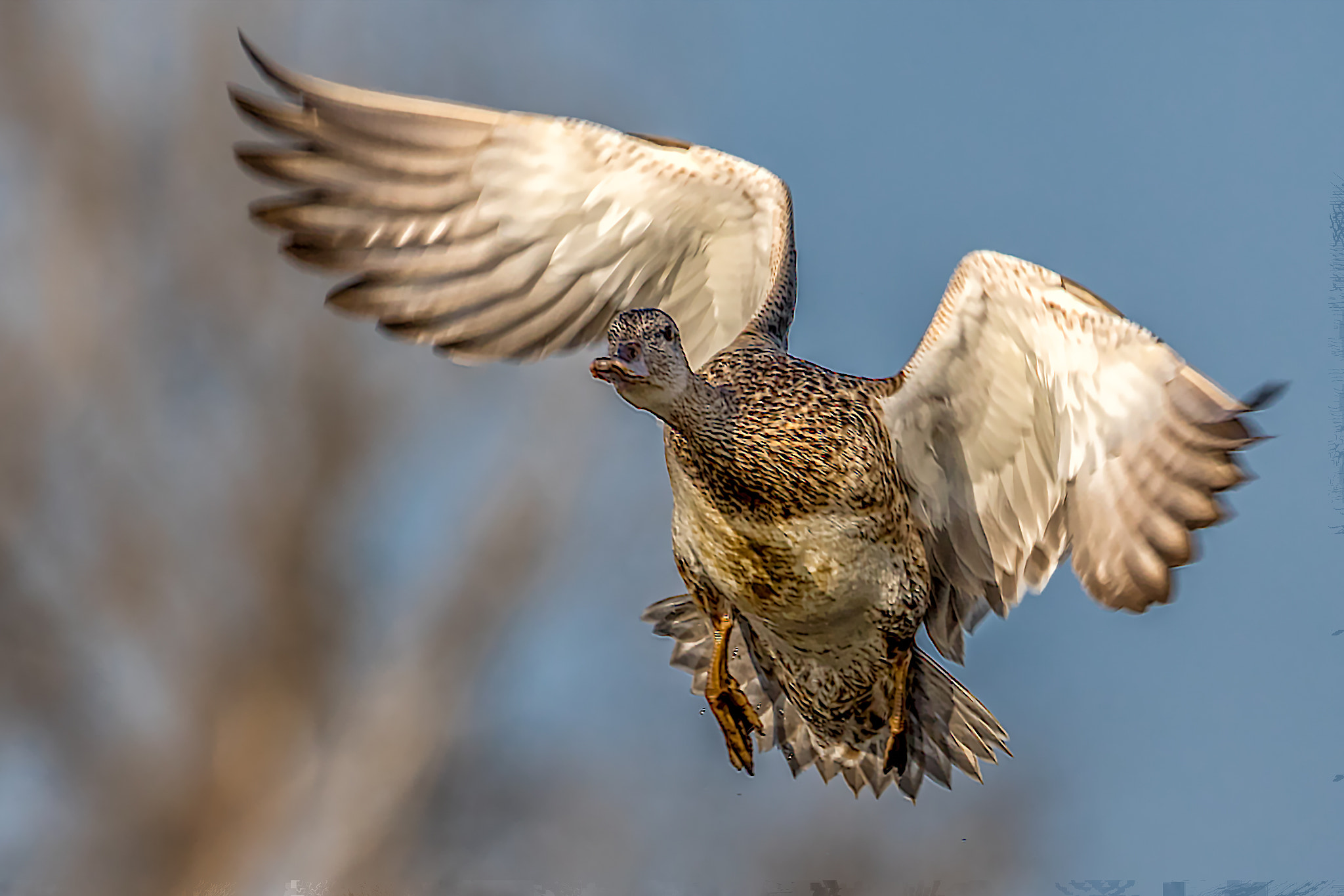 Canon EF 100-400mm F4.5-5.6L IS II USM sample photo. Mallard landing photography