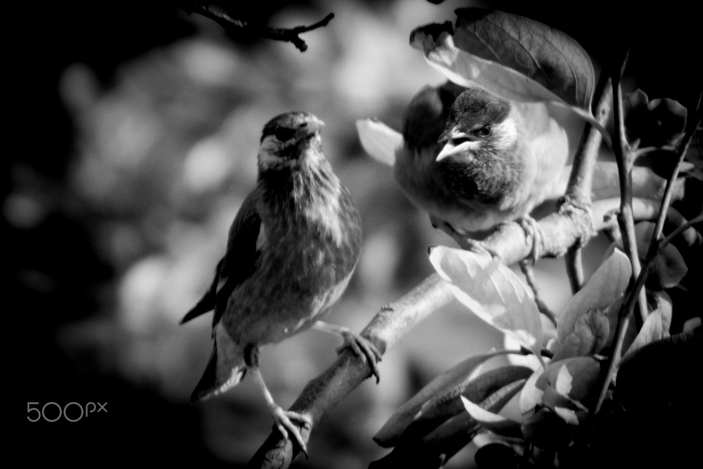 Nikon D40X + Sigma APO 400mm F5.6 sample photo. Bird #4 photography