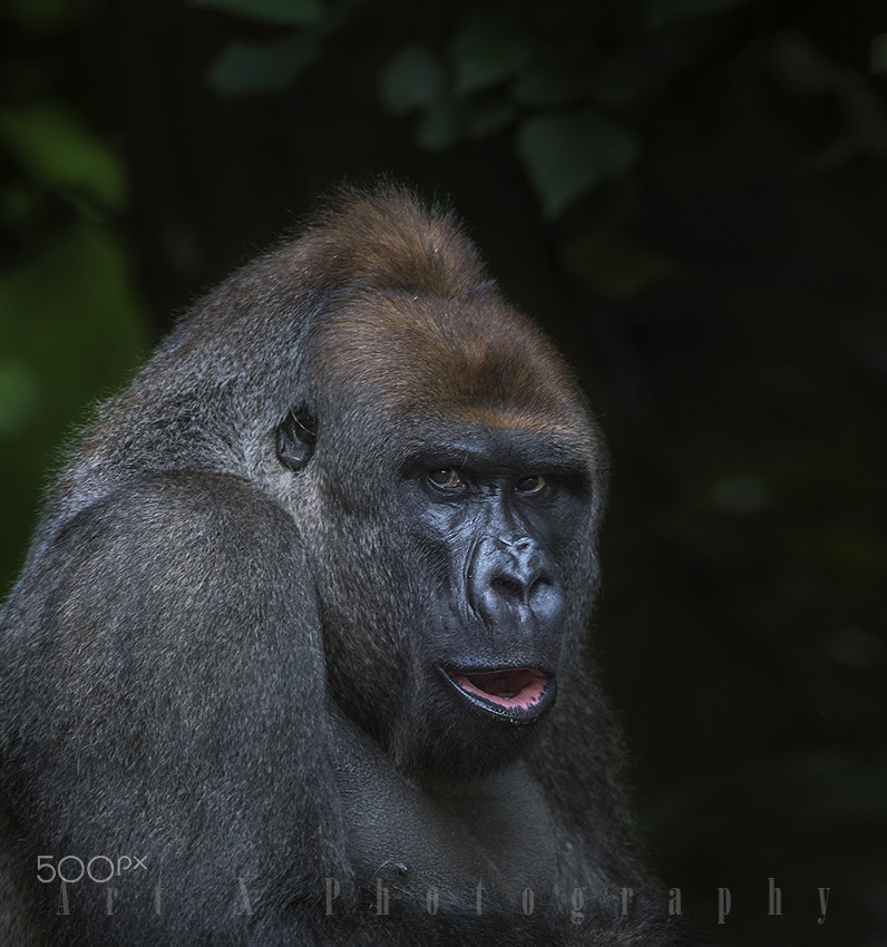 Nikon AF-S Nikkor 400mm F2.8G ED VR II sample photo. Otana photography