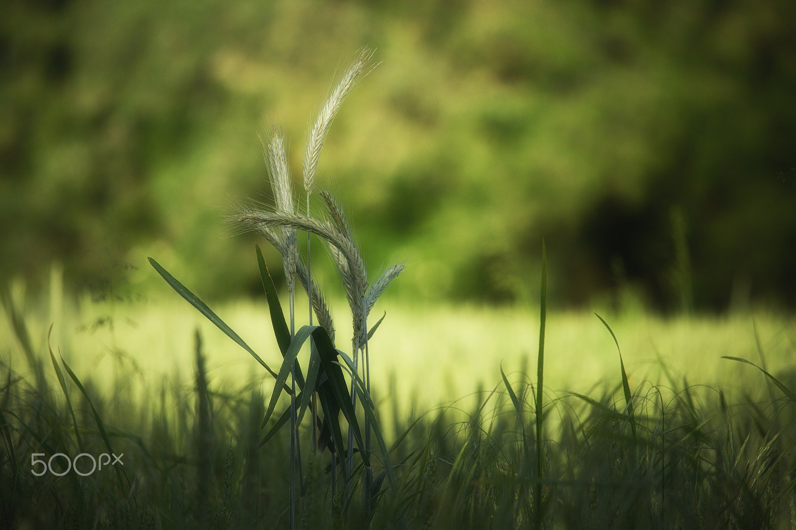 Canon EF-S 55-250mm F4-5.6 IS STM sample photo. Growing golden already. photography