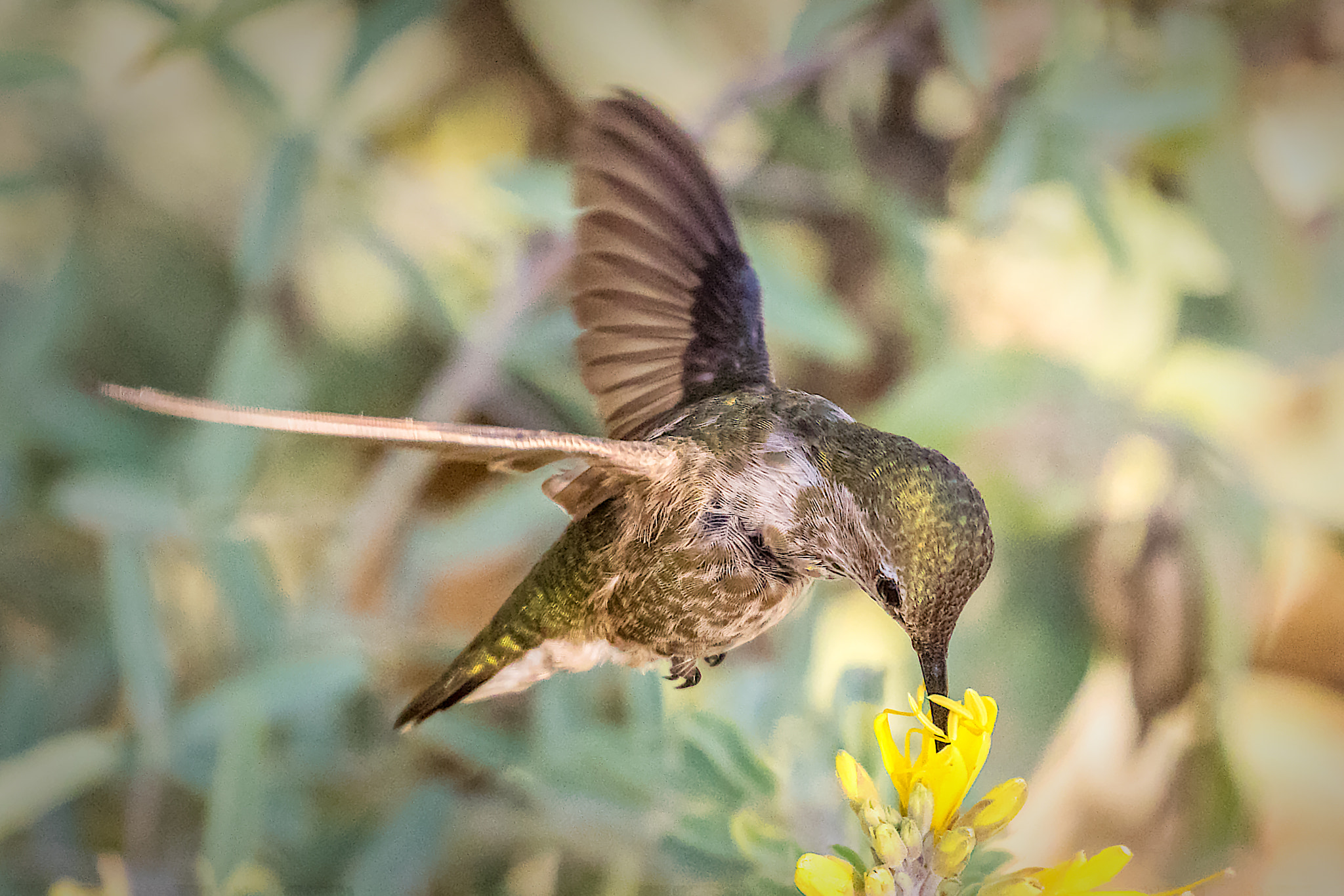 Canon EOS 7D Mark II + Canon EF 100-400mm F4.5-5.6L IS II USM sample photo. Up close and personal photography