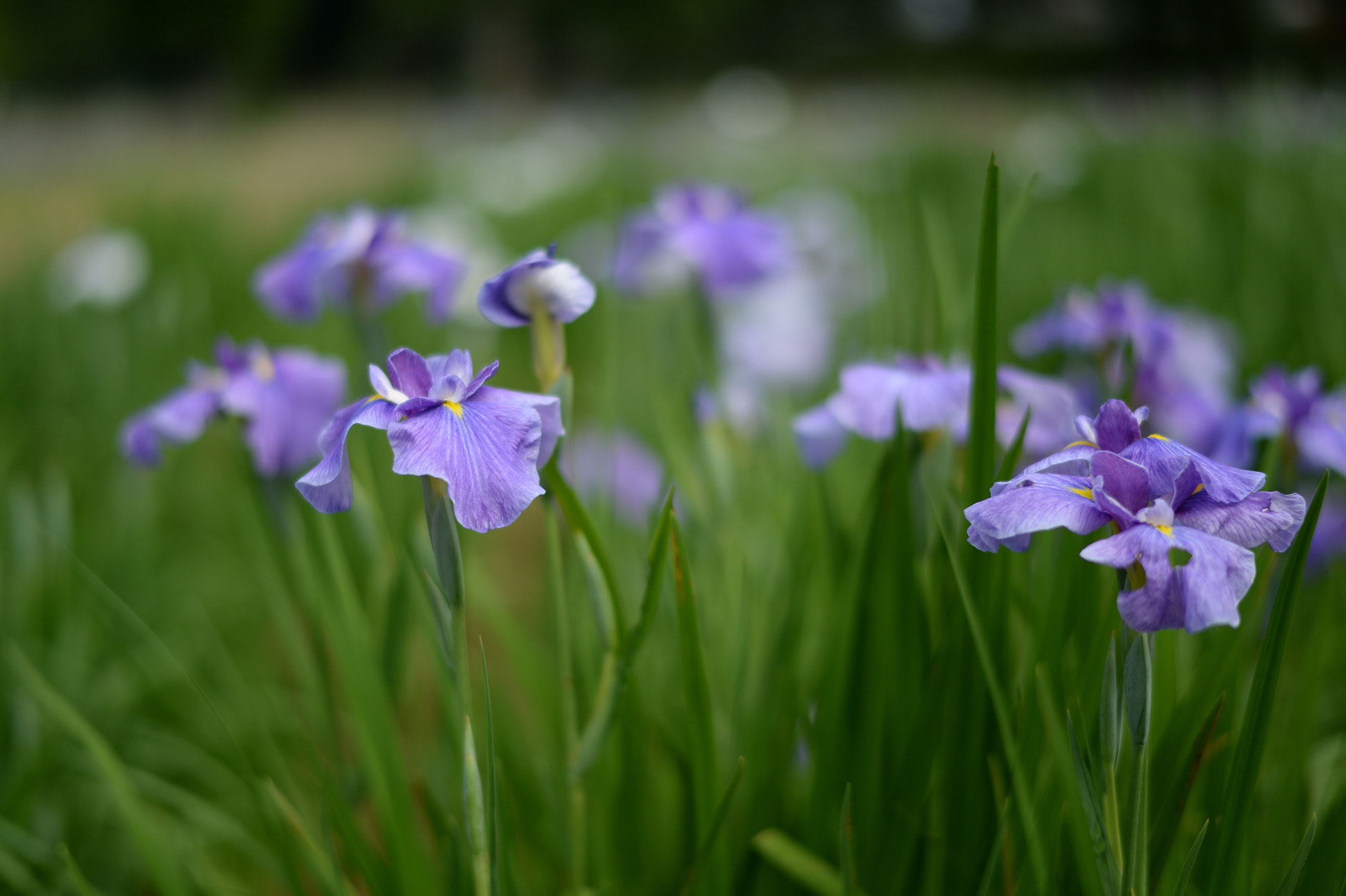 Nikon Df + Nikon AF-S Nikkor 58mm F1.4G sample photo. Iris photography