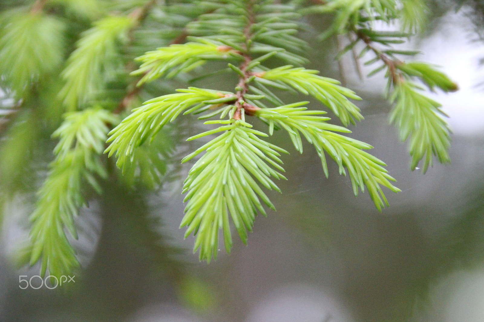 Canon EF 75-300mm F4.0-5.6 IS USM sample photo. Growing up, spruce photography