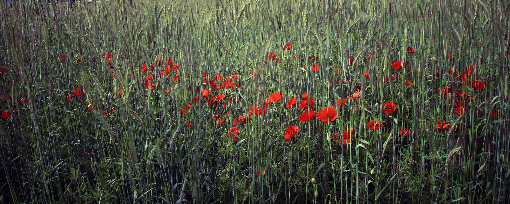 Canon EOS 80D + Canon TS-E 90mm F2.8 Tilt-Shift sample photo. Ryefield full of poppies photography