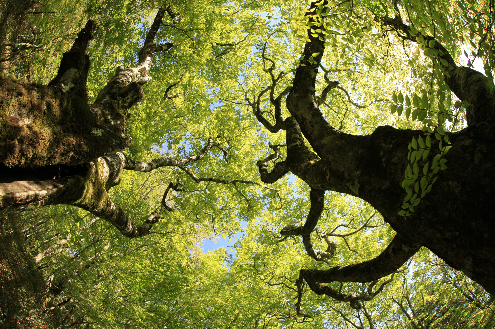 Canon EOS 5D Mark II + Sigma 15mm f/2.8 EX Fisheye sample photo. 2016 spring saragamine photography