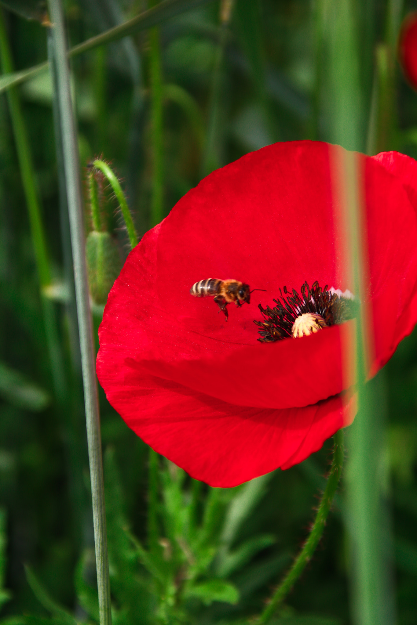Canon EOS 80D + Canon TS-E 90mm F2.8 Tilt-Shift sample photo. Poppy flower with bee photography