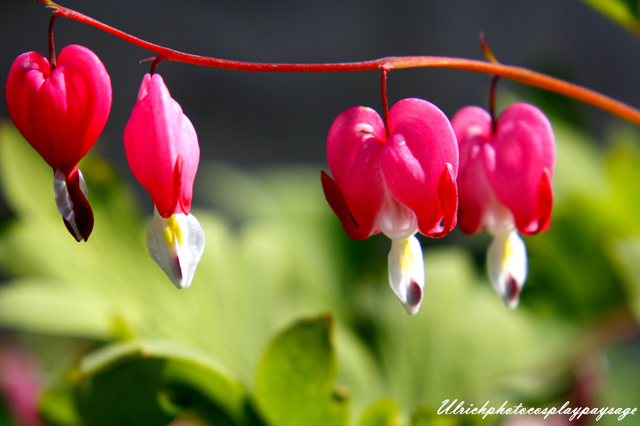 Canon EF 24-105mm F3.5-5.6 IS STM sample photo. Grappe de fleur photography