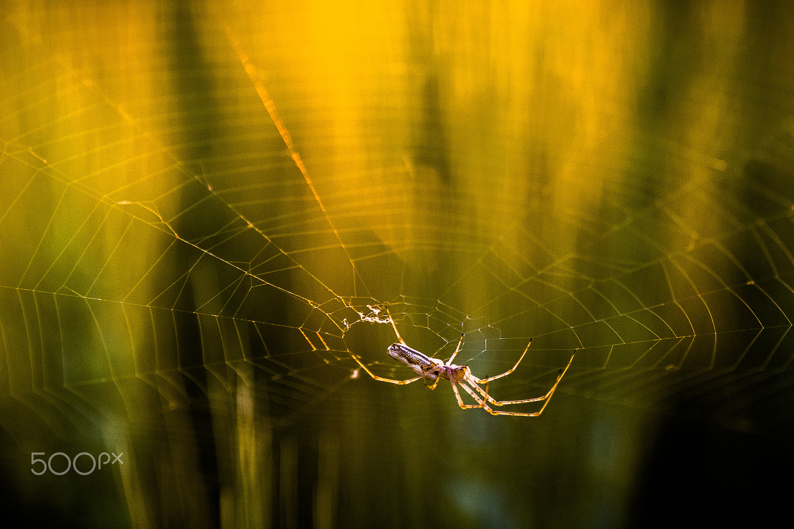 Nikon D500 sample photo. Long-jawed orb weaver at sunset photography