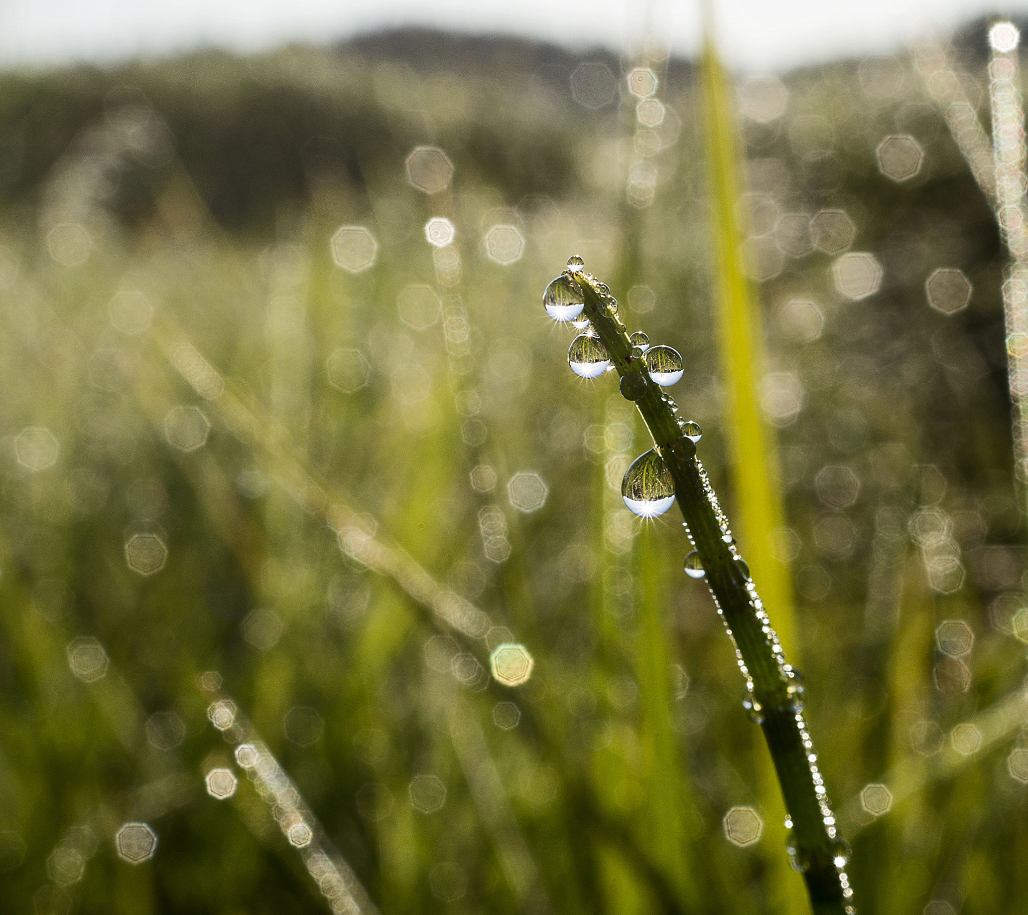 Sony DT 30mm F2.8 Macro SAM sample photo. Morning... photography
