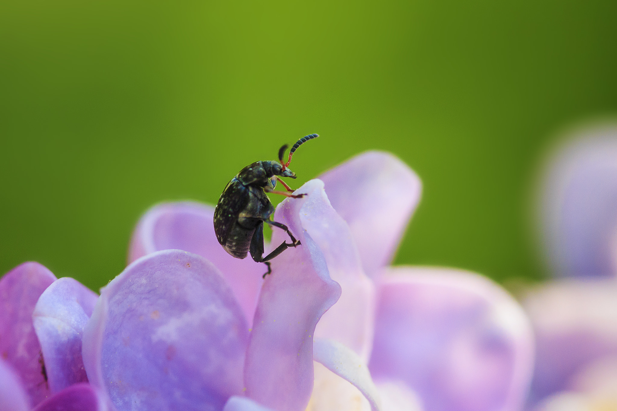 Sigma 105mm F2.8 EX DG OS HSM sample photo. Beetle photography