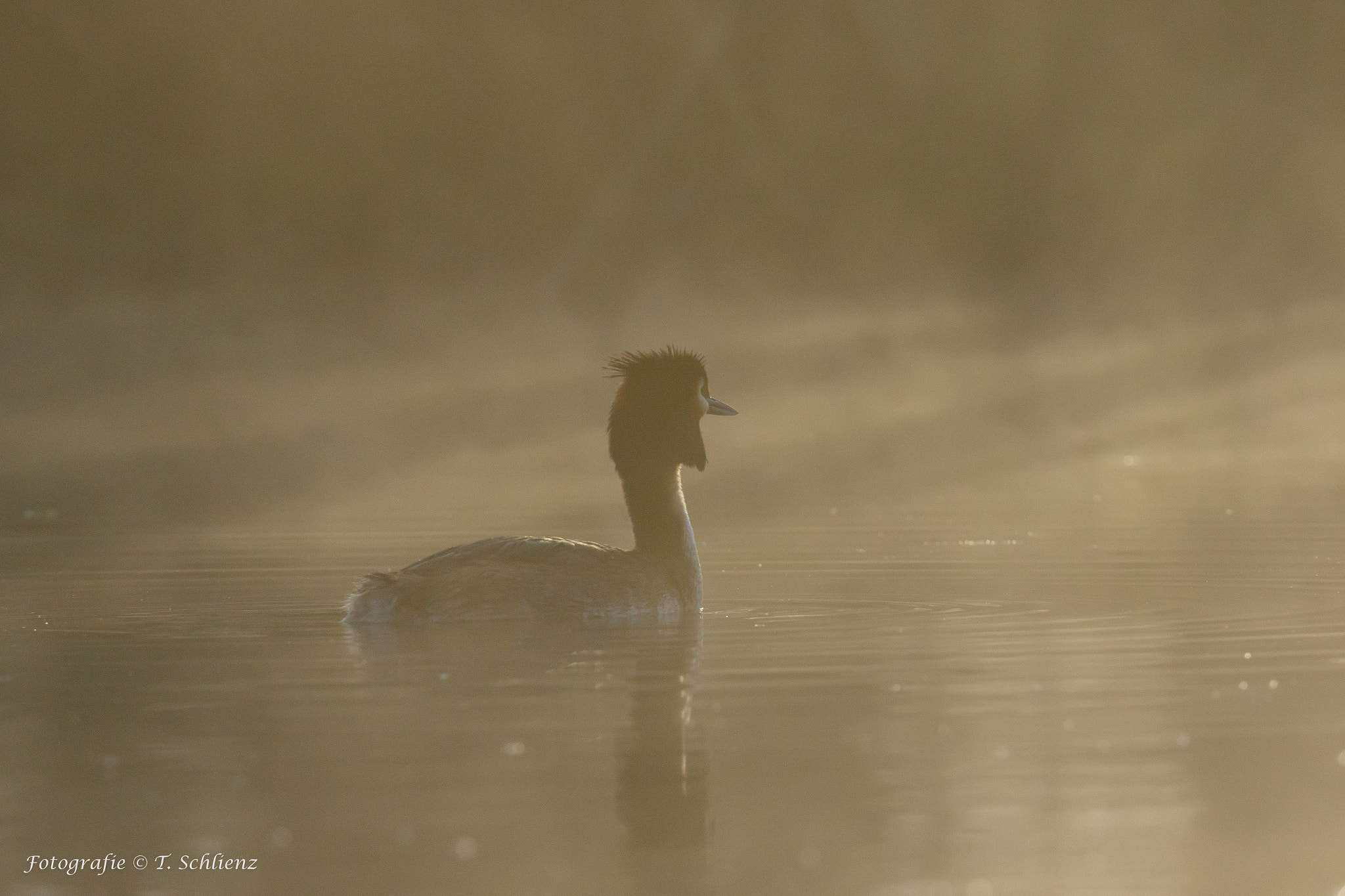 Canon EF 100-400mm F4.5-5.6L IS II USM sample photo. Grebes in fog.. photography
