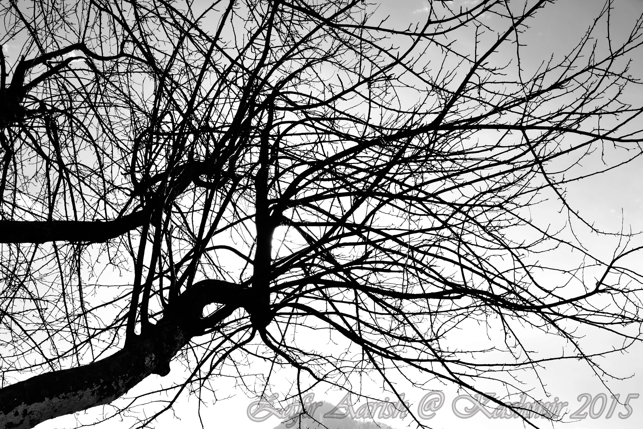 AF Nikkor 18mm f/2.8D sample photo. Tree art photography