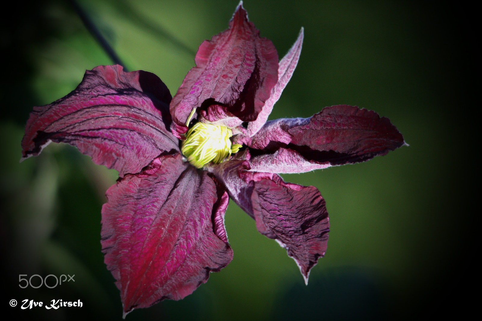 Sigma 150-500mm F5-6.3 DG OS HSM sample photo. Clematis ''niobe'' photography