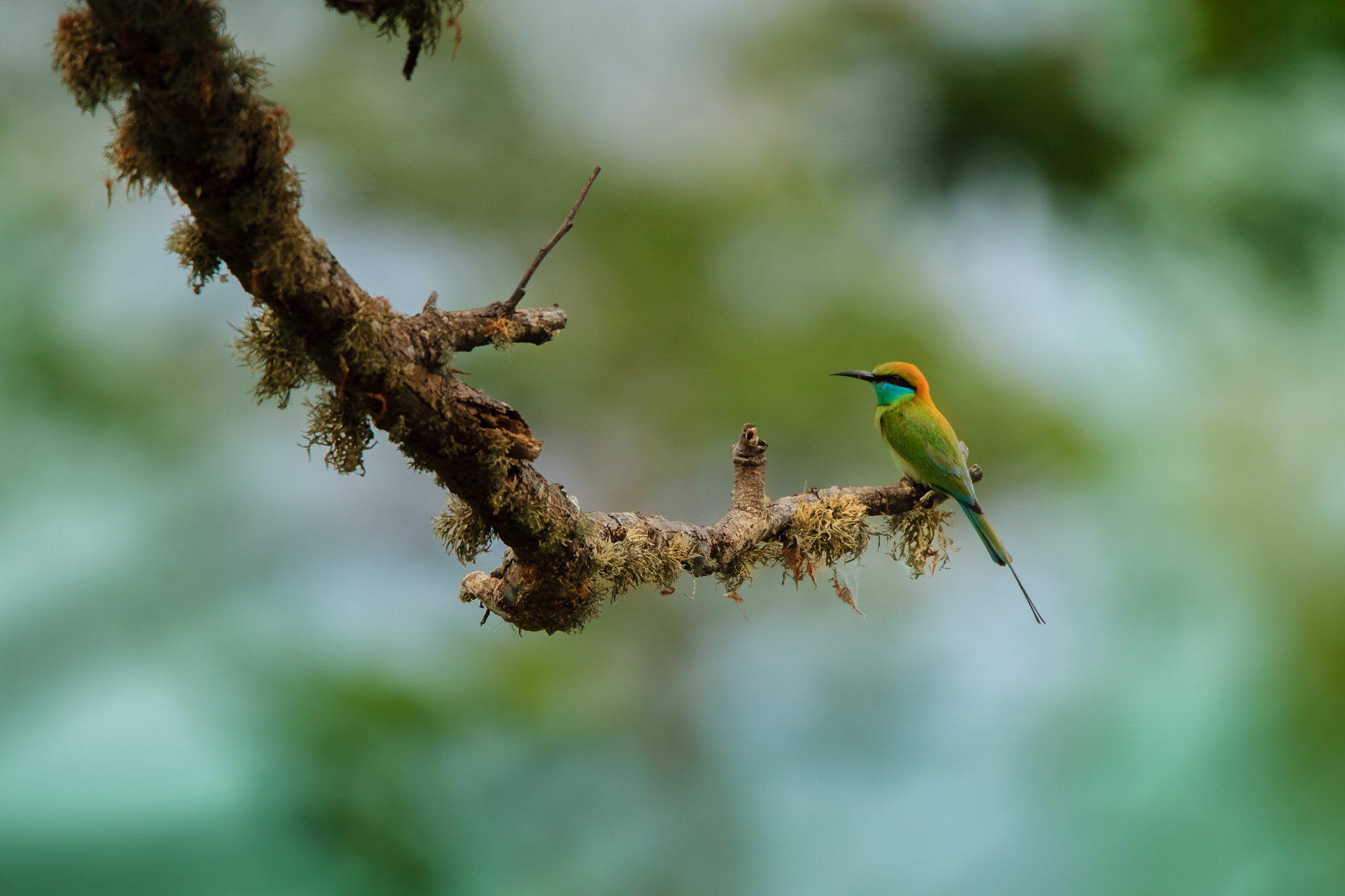 Tamron SP 150-600mm F5-6.3 Di VC USD sample photo. Paradise photography