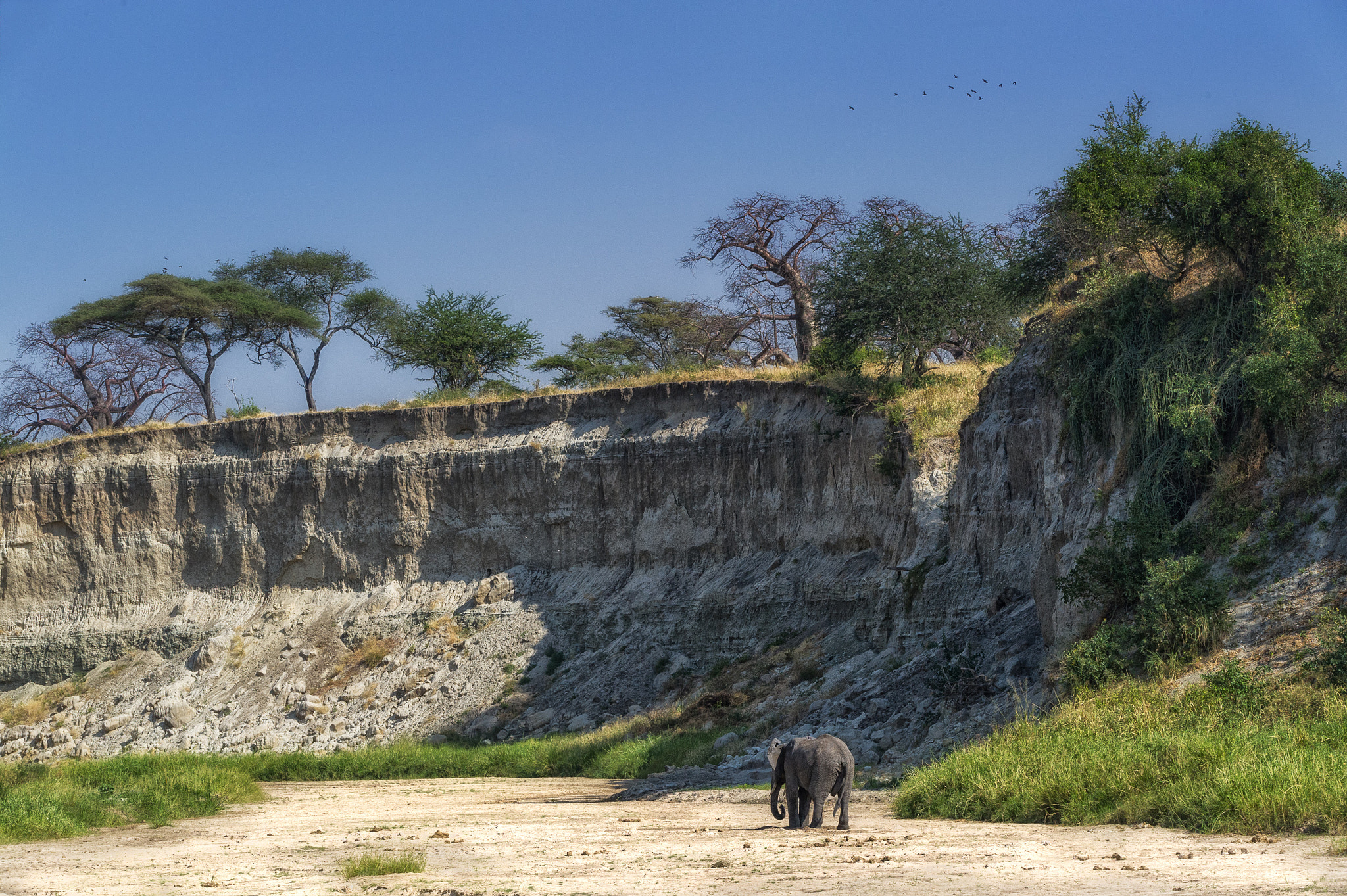 Sigma 150-600mm F5-6.3 DG OS HSM | S sample photo. Elephant, tarangire river photography
