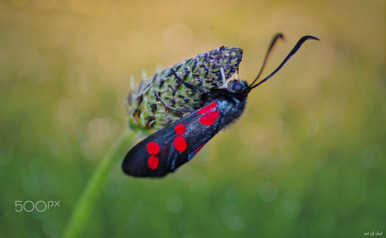 Pentax smc D-FA 100mm F2.8 macro sample photo. Zygaena filipendulae photography
