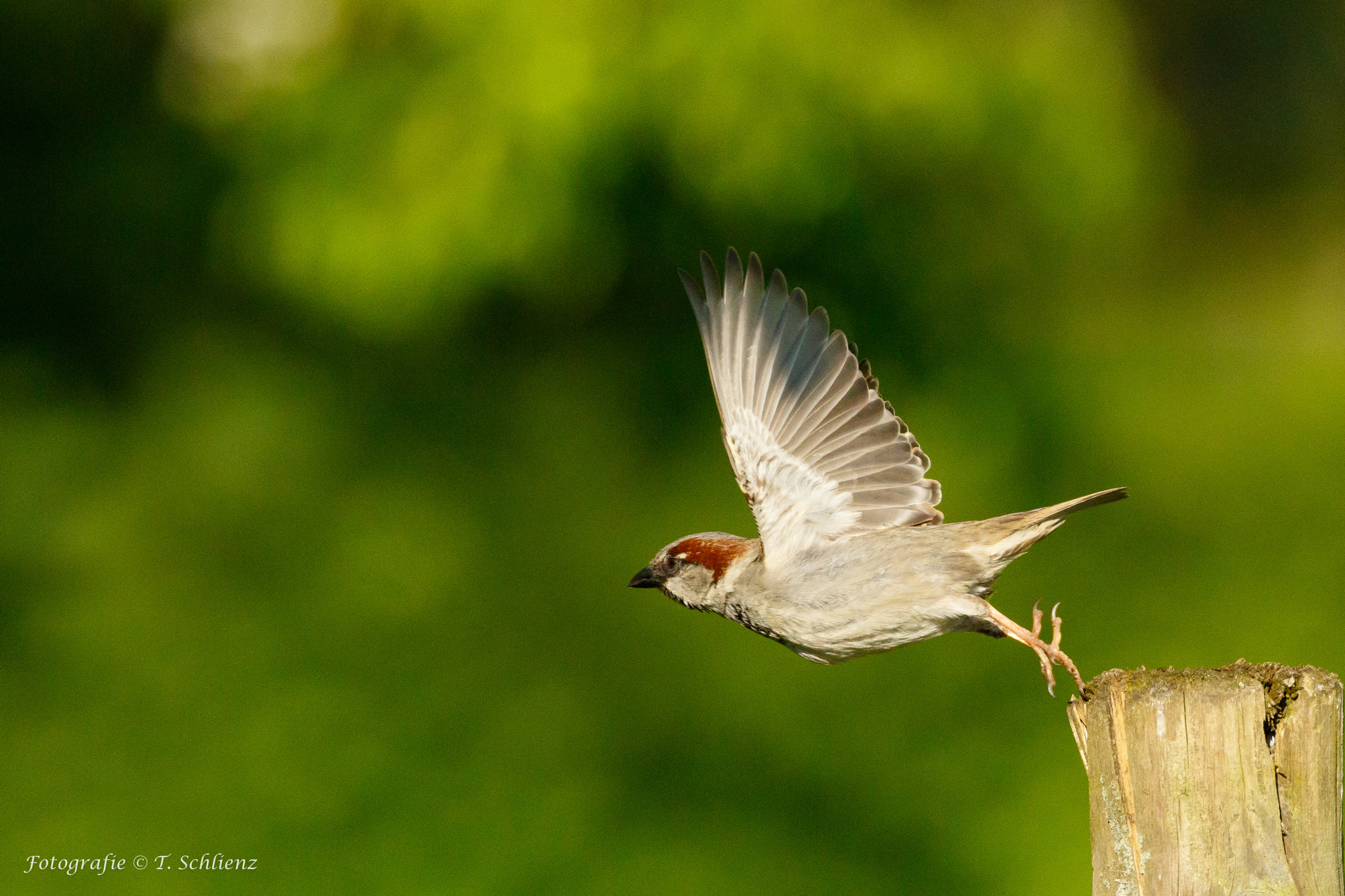 Canon EF 100-400mm F4.5-5.6L IS II USM sample photo. House sparrow starting... photography