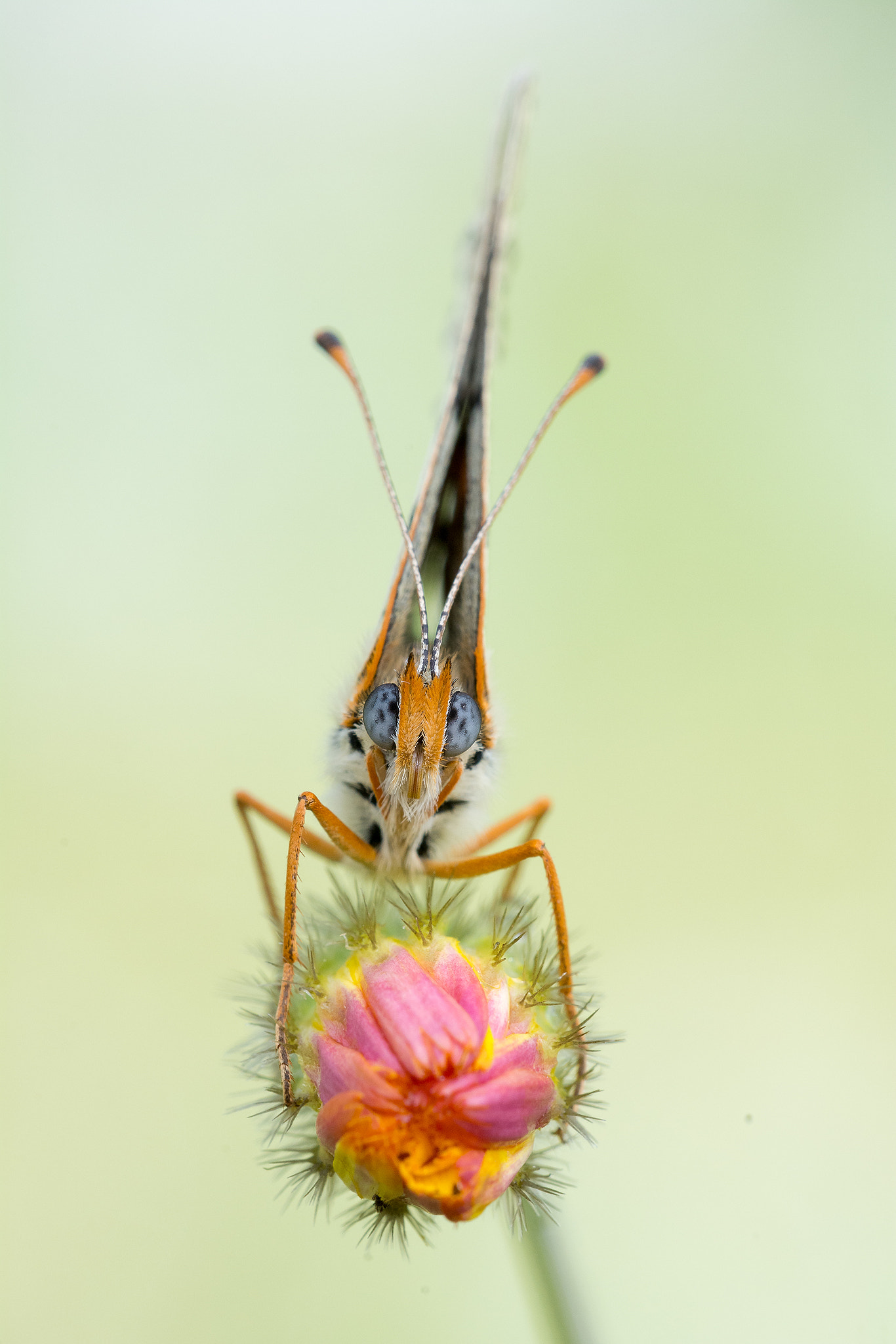 Sigma 150mm F2.8 EX DG OS Macro HSM sample photo