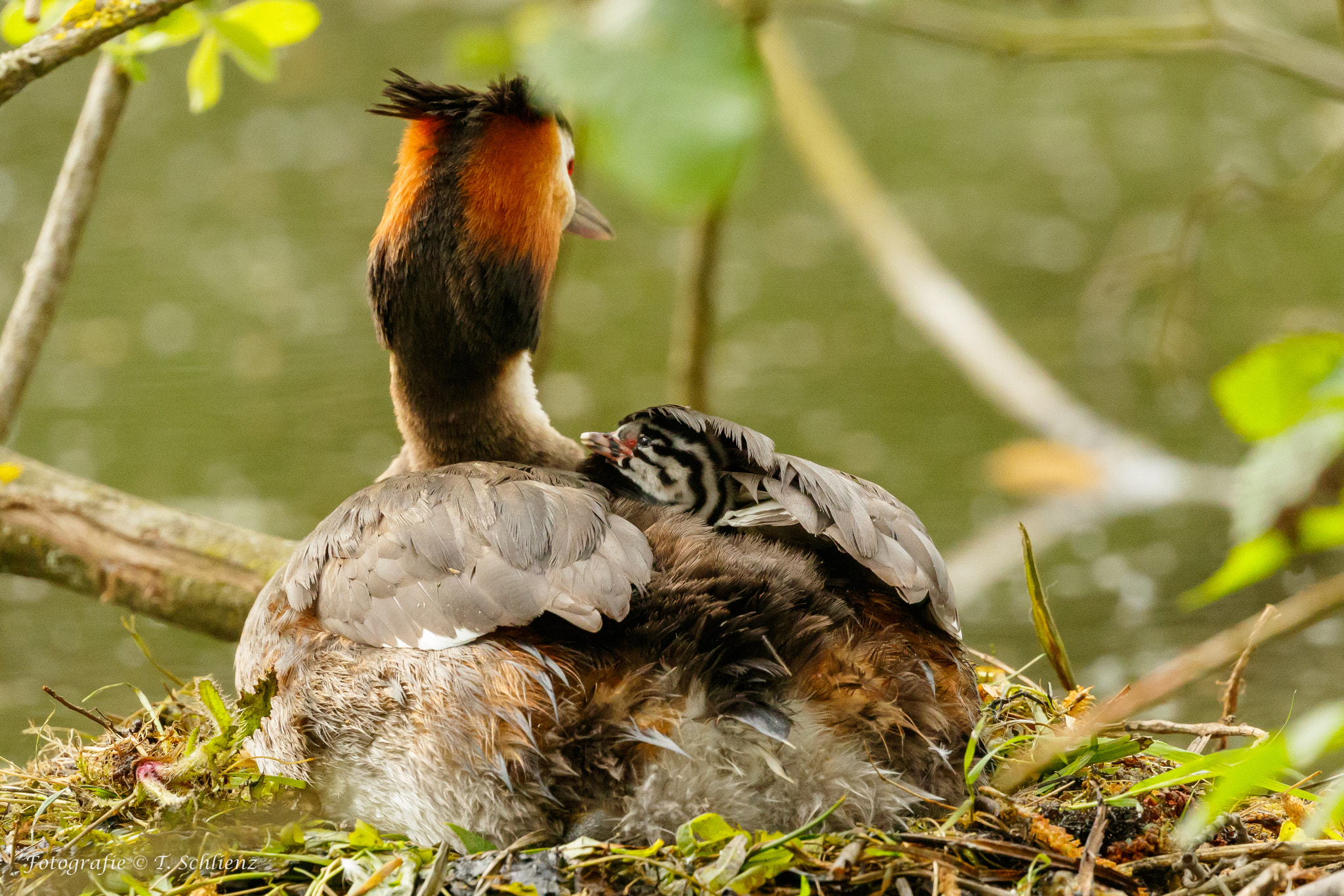 Canon EF 100-400mm F4.5-5.6L IS II USM sample photo. ..under mum's wings.. photography