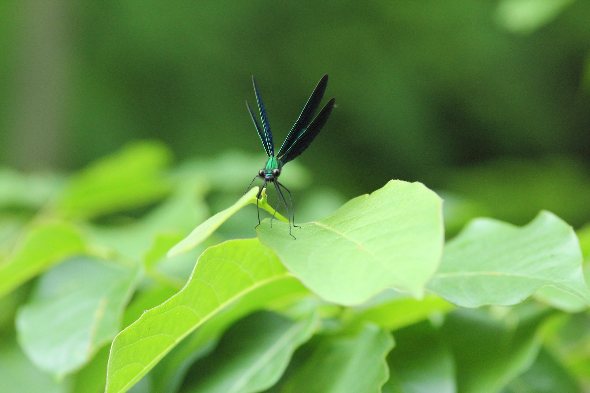 Canon EF 200mm F2.8L II USM sample photo. Calopteryx atrata photography
