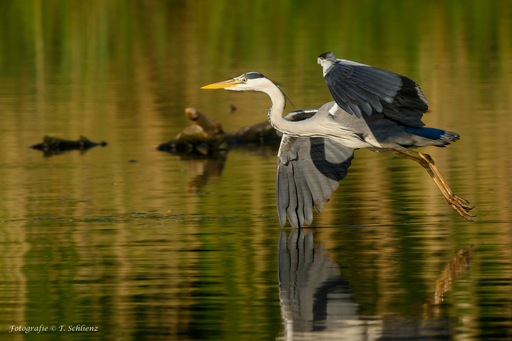 Canon EF 100-400mm F4.5-5.6L IS II USM sample photo. Great blue heron touches the water surface photography