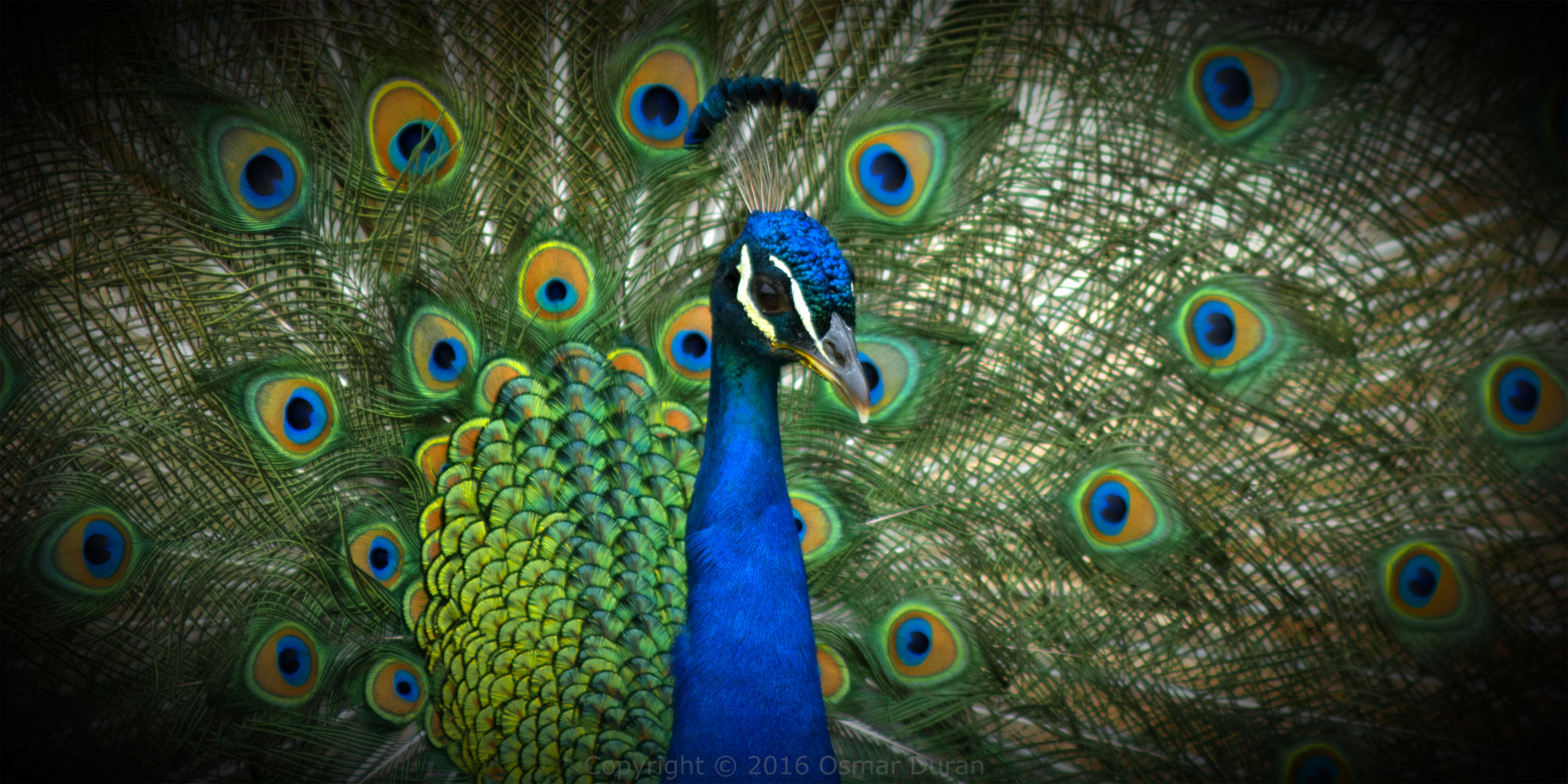 AF Zoom-Nikkor 75-300mm f/4.5-5.6 sample photo. El gritón photography