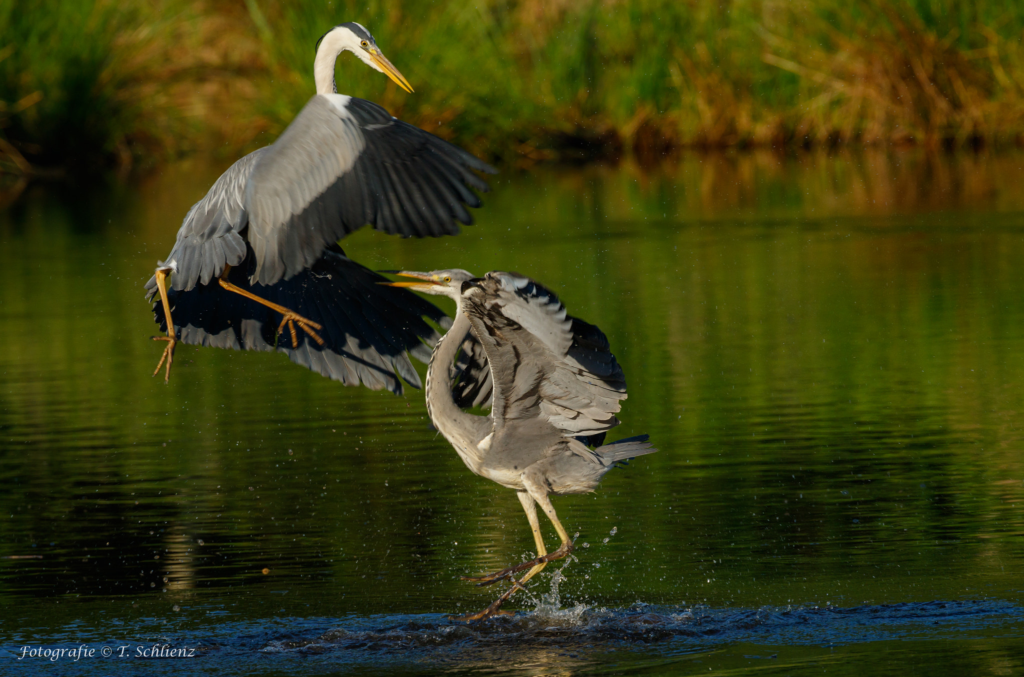 Canon EOS 7D Mark II + Canon EF 100-400mm F4.5-5.6L IS II USM sample photo. Battle in the morning... photography