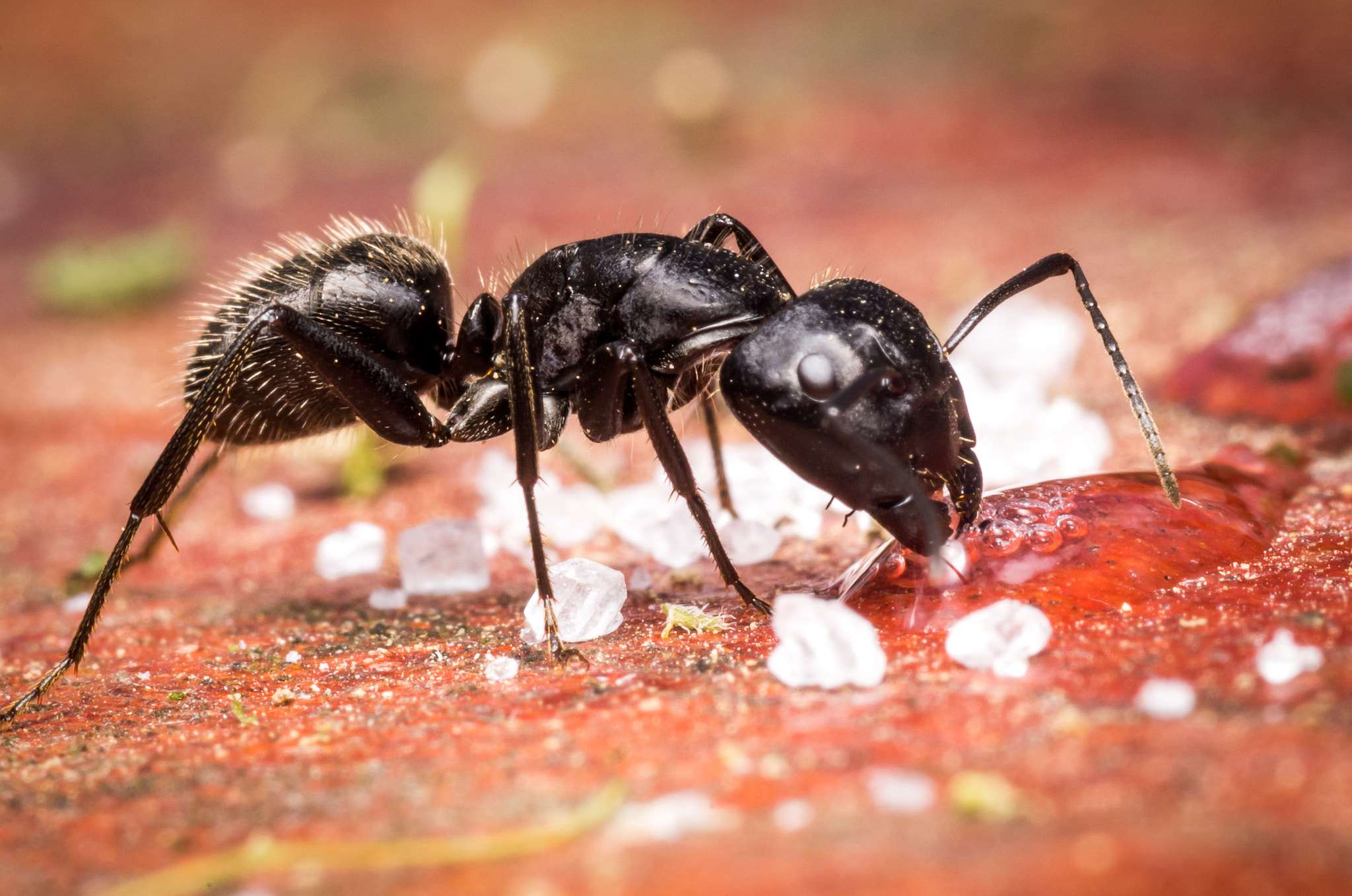 Pentax K-50 + Tamron SP AF 90mm F2.8 Di Macro sample photo. Thirsty ant photography