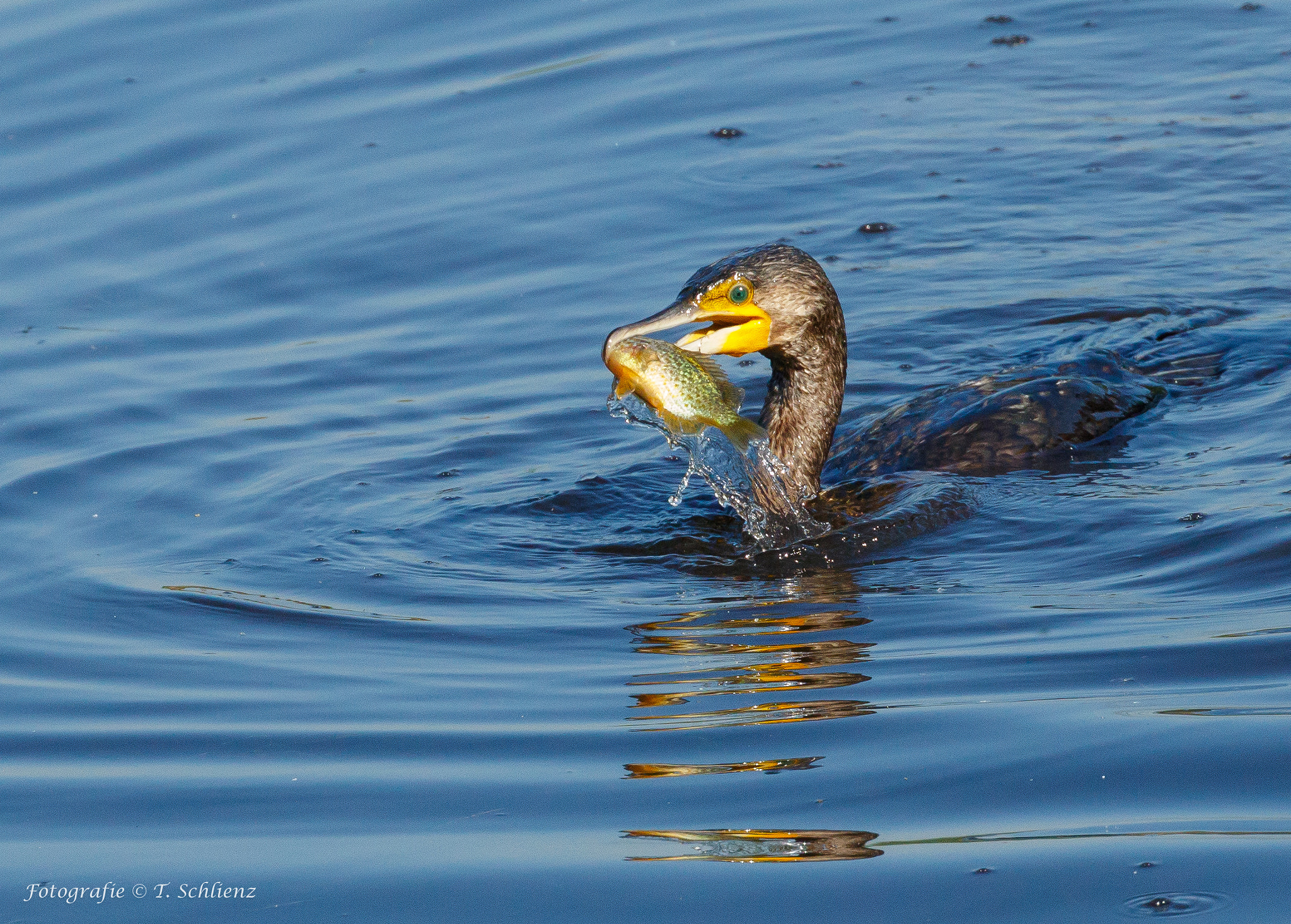 Canon EOS 7D Mark II + Canon EF 100-400mm F4.5-5.6L IS II USM sample photo. ...big deal... photography