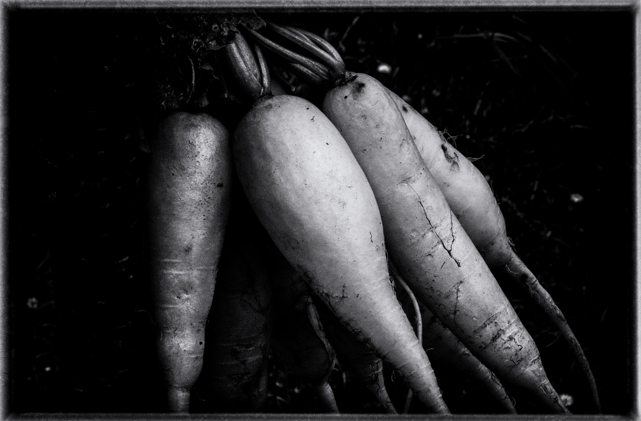 Nikon D200 + Sigma 50mm F2.8 EX DG Macro sample photo. Les radis blancs photography