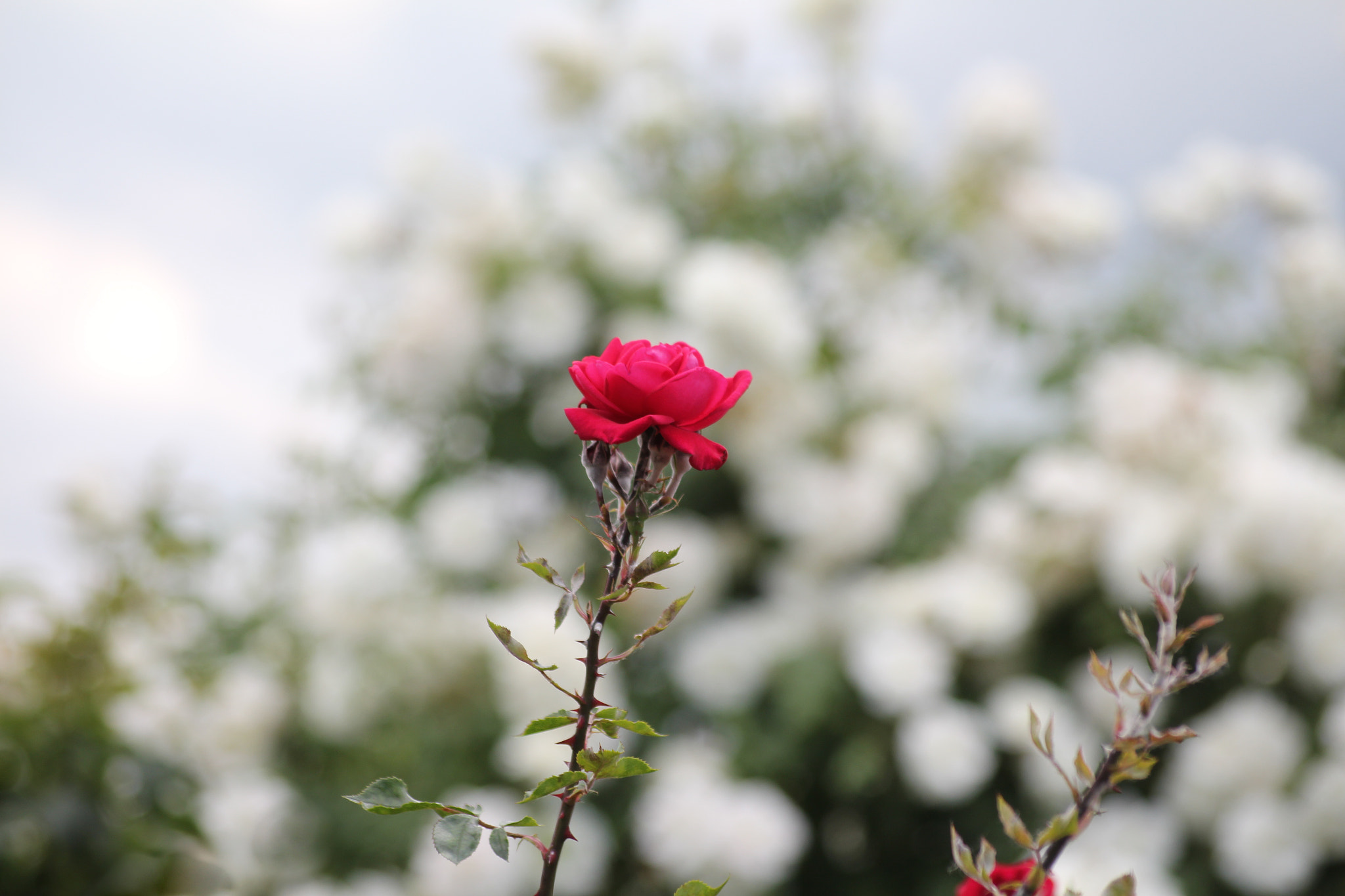 Sigma 55-200mm f/4-5.6 DC sample photo. Rose photography