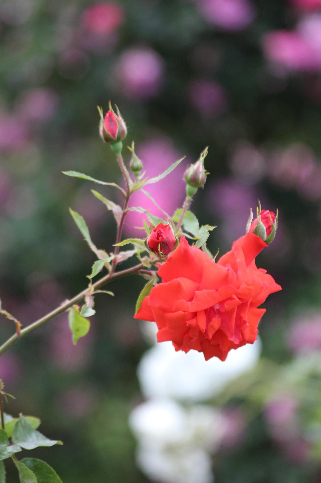 Canon EOS 650D (EOS Rebel T4i / EOS Kiss X6i) + Sigma 55-200mm f/4-5.6 DC sample photo. Rose in a garden in vienna photography