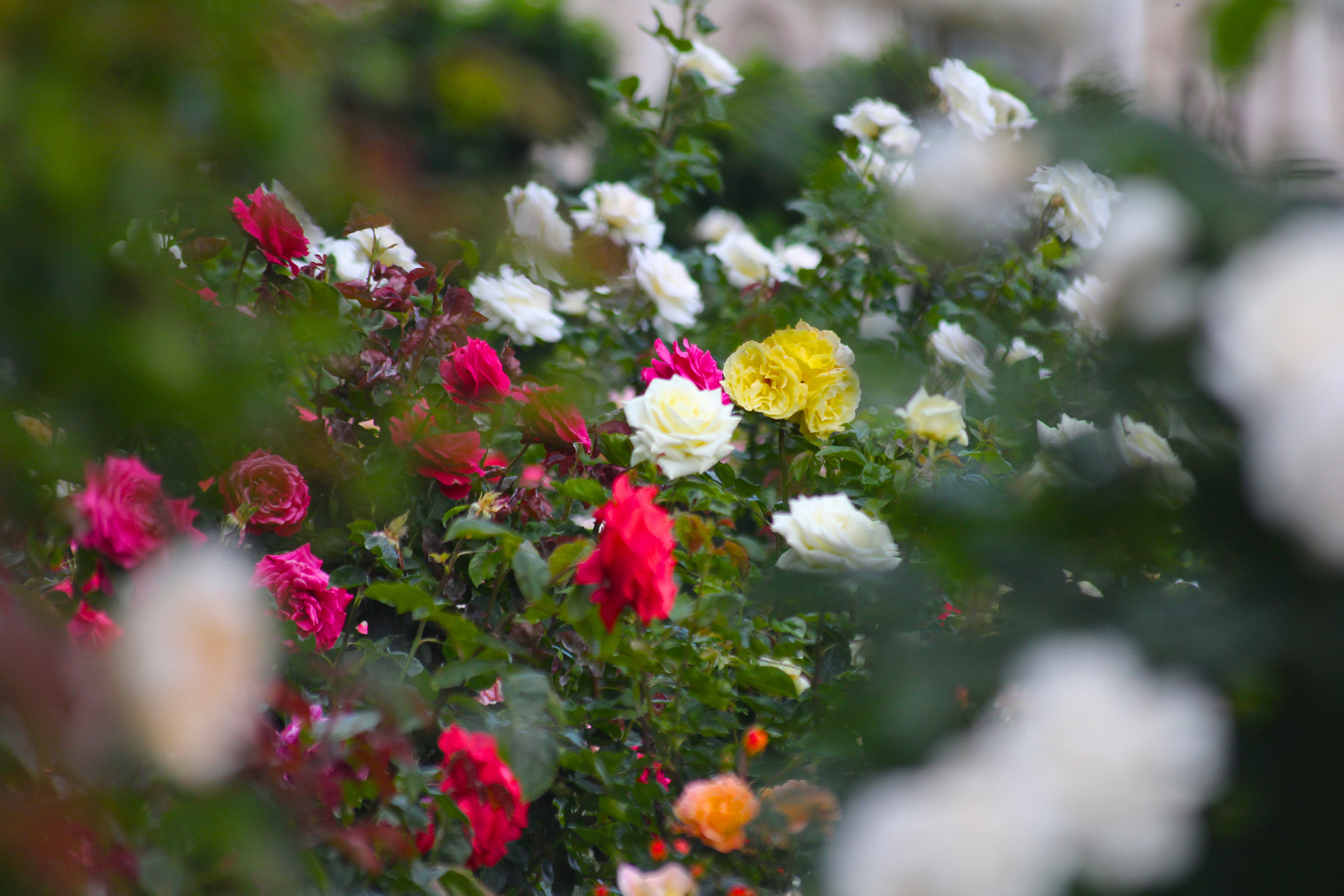 Canon EOS 650D (EOS Rebel T4i / EOS Kiss X6i) + Sigma 55-200mm f/4-5.6 DC sample photo. Roses in volksgarten photography