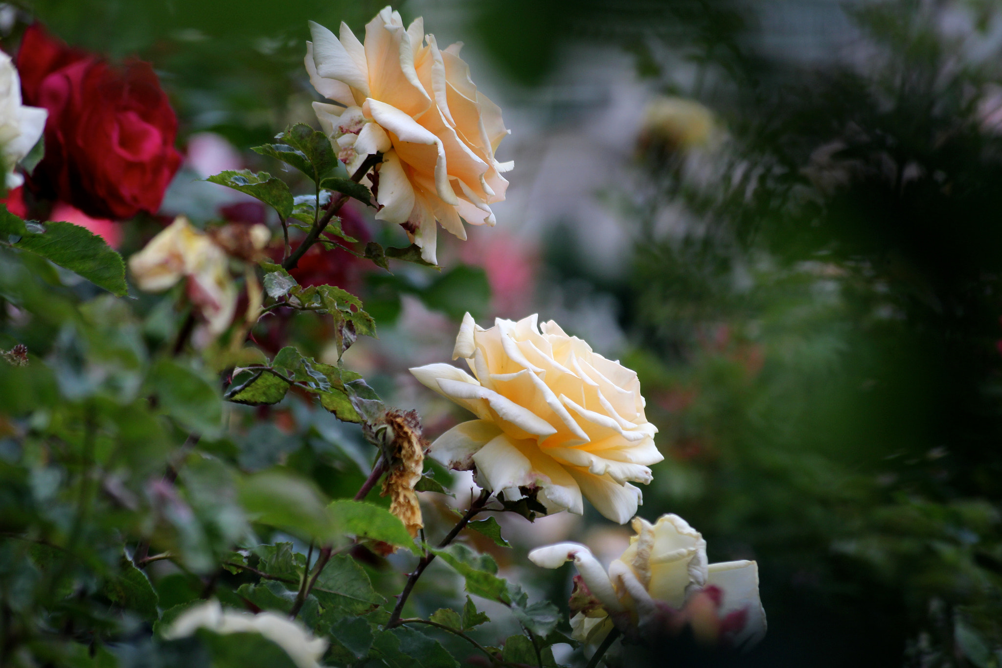 Sigma 55-200mm f/4-5.6 DC sample photo. Volksgarten wien photography