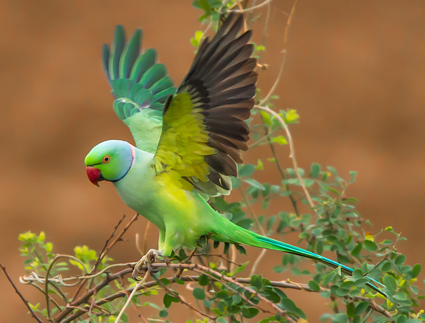 Nikon D4S sample photo. Parrot photography