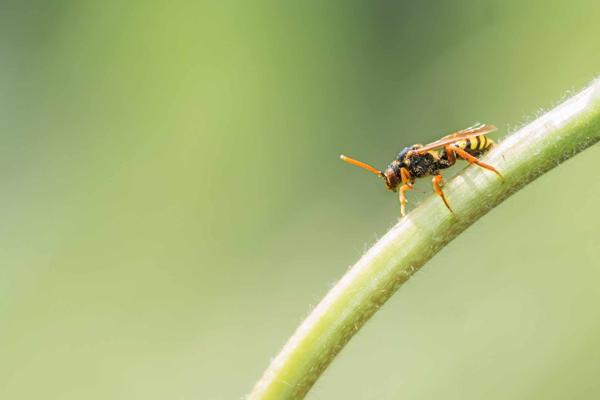 Sony ILCA-77M2 + 90mm F2.8 Macro SSM sample photo. Nomada furcata photography