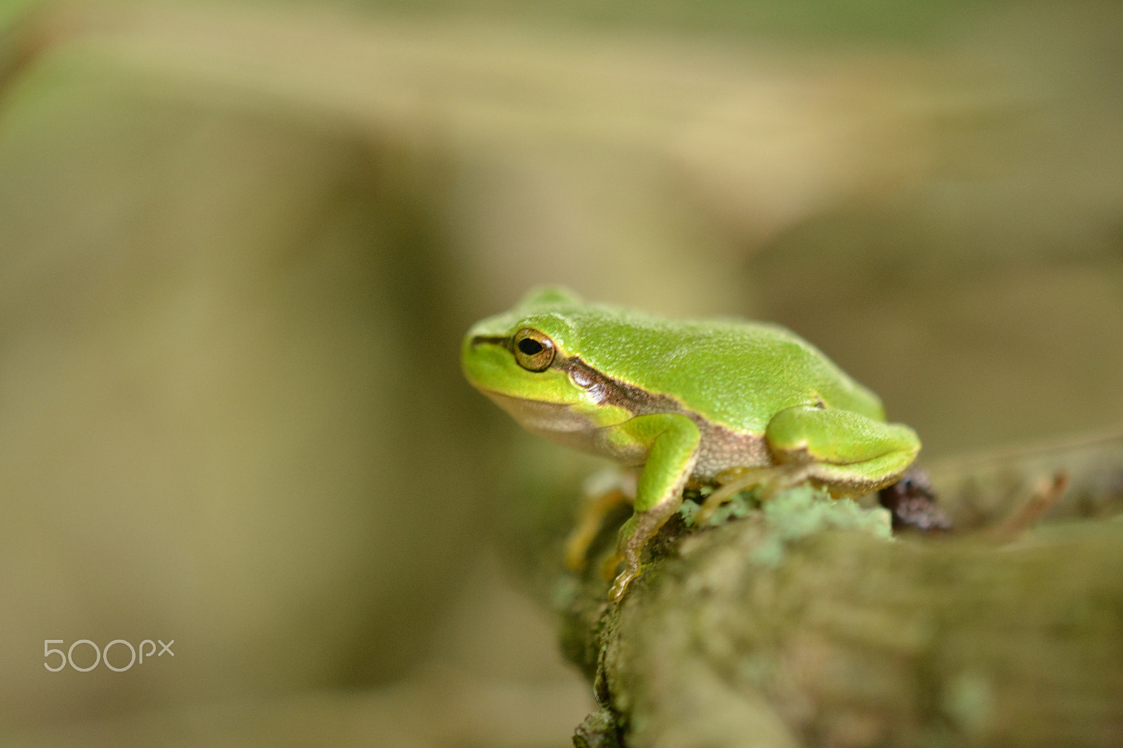 Nikon AF-S DX Micro-Nikkor 85mm F3.5G ED VR sample photo. Treefrog photography