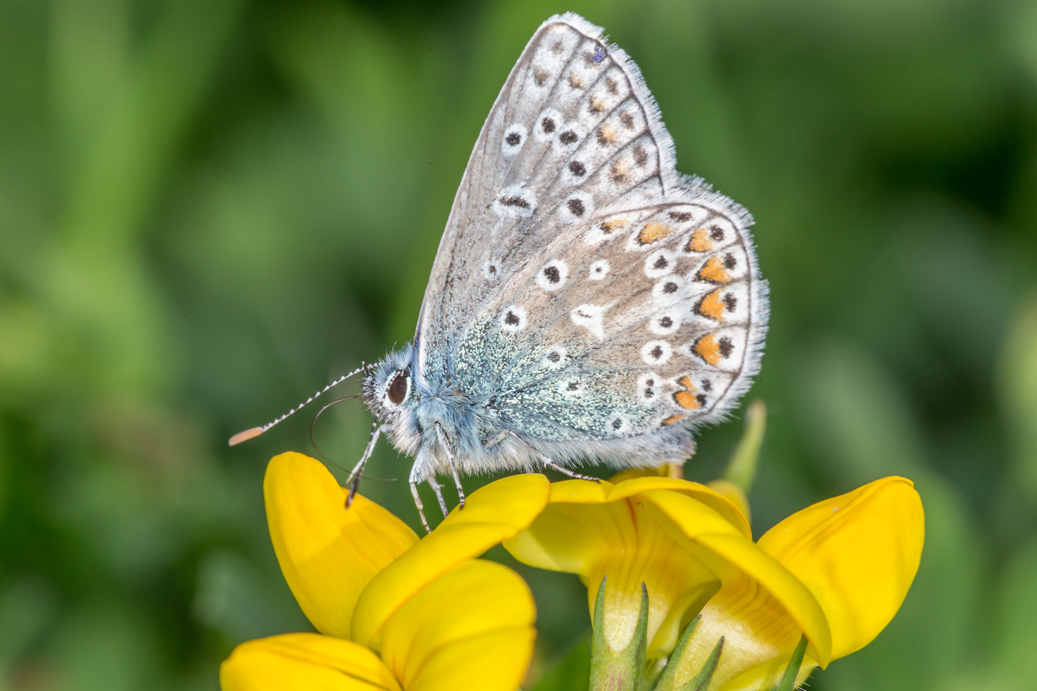 Sigma APO Macro 150mm f/2.8 EX DG HSM sample photo. Common blue butterfly photography