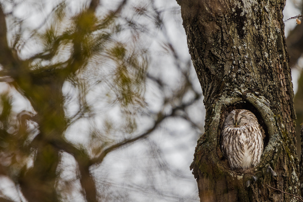 Canon EOS 7D Mark II + Canon EF 300mm F2.8L IS USM sample photo. Brown owl photography