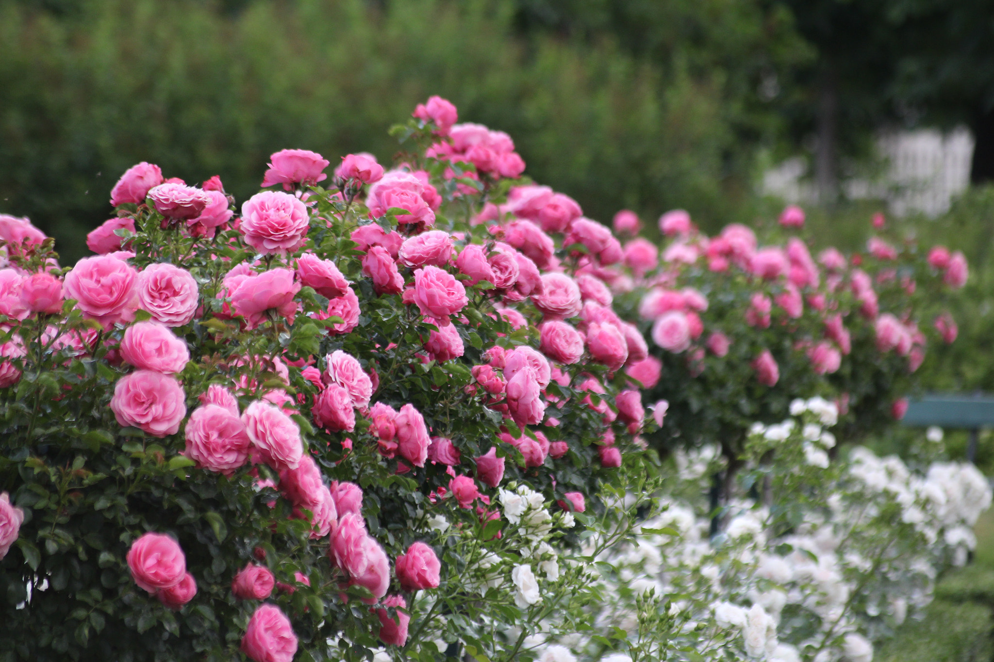 Sigma 55-200mm f/4-5.6 DC sample photo. Rose garden vienna photography