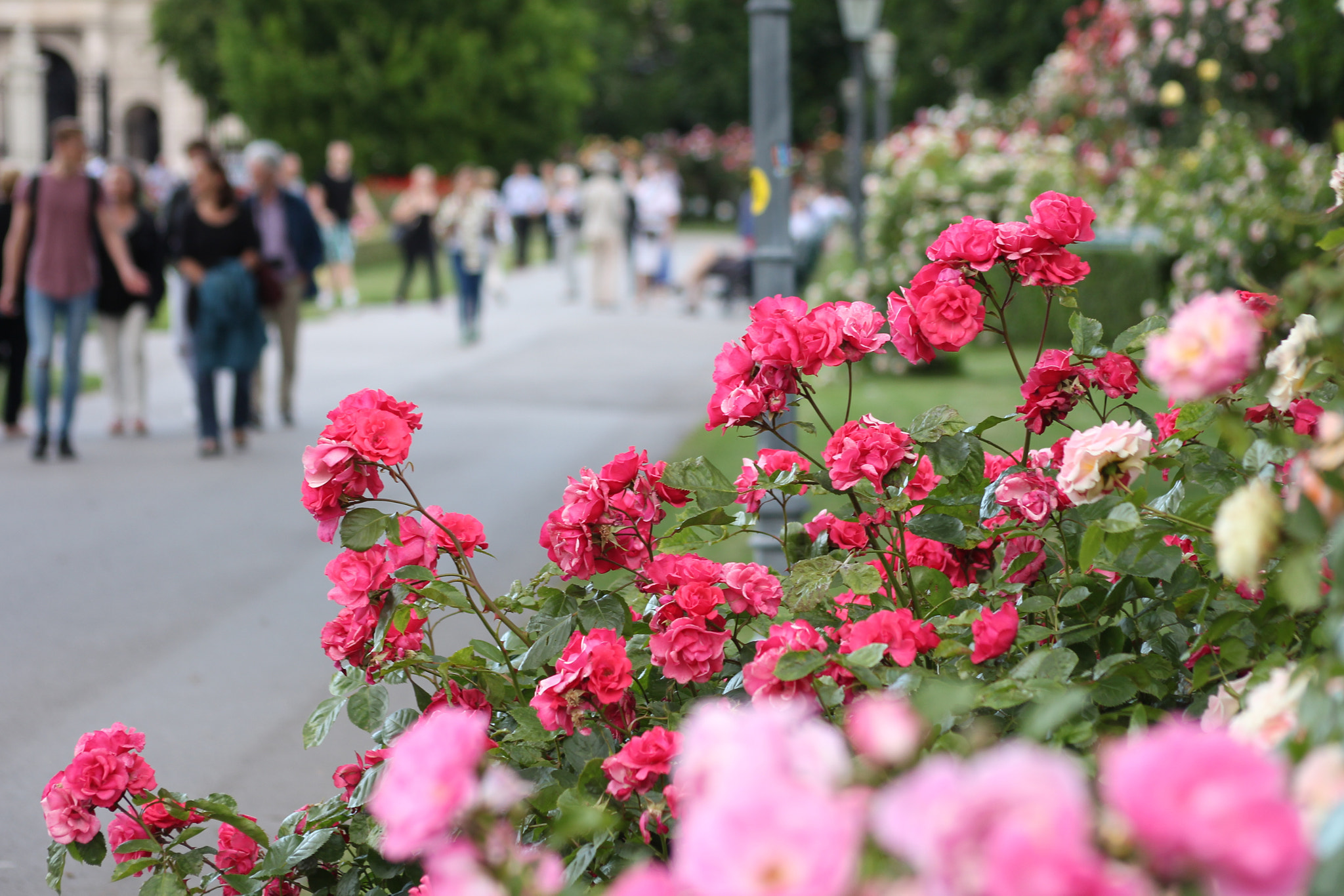 Sigma 55-200mm f/4-5.6 DC sample photo. Volksgarten wien photography